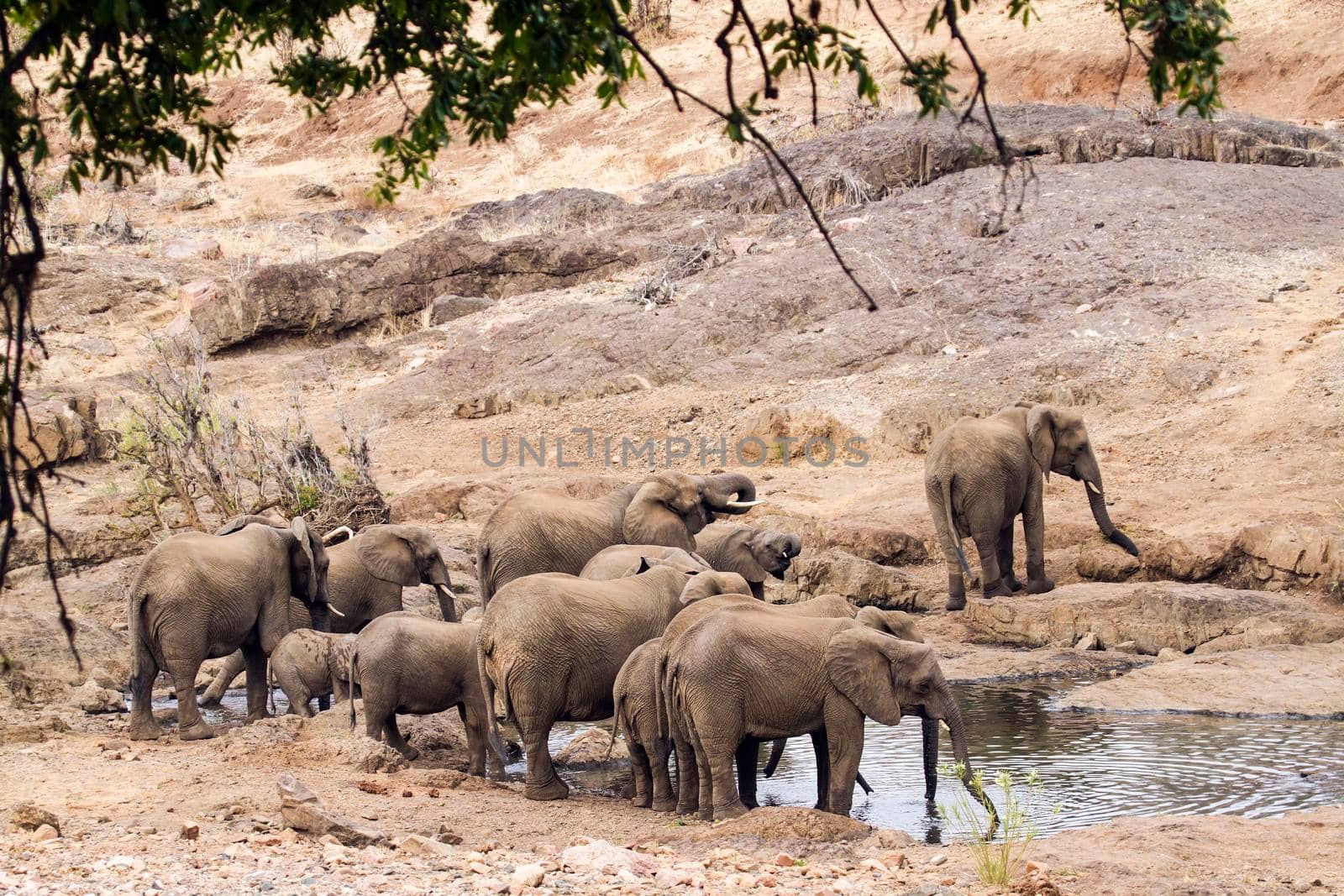 Specie Loxodonta africana family of  Elephantidae