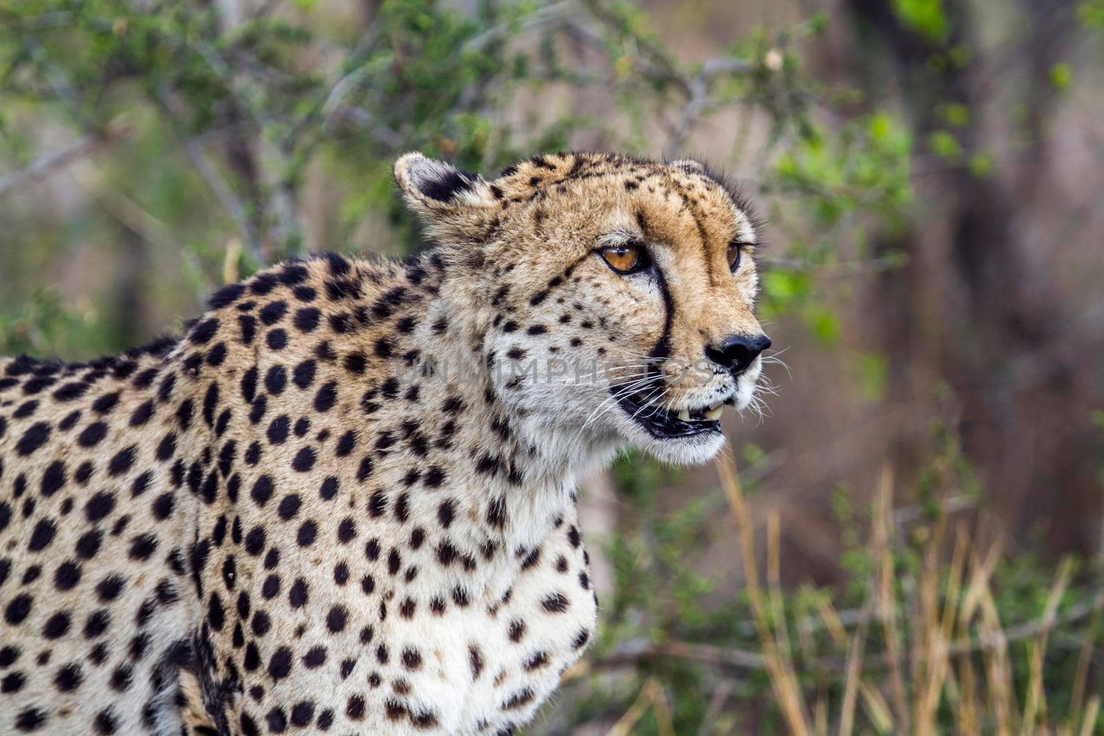 Specie Acinonyx jubatus family of felidae