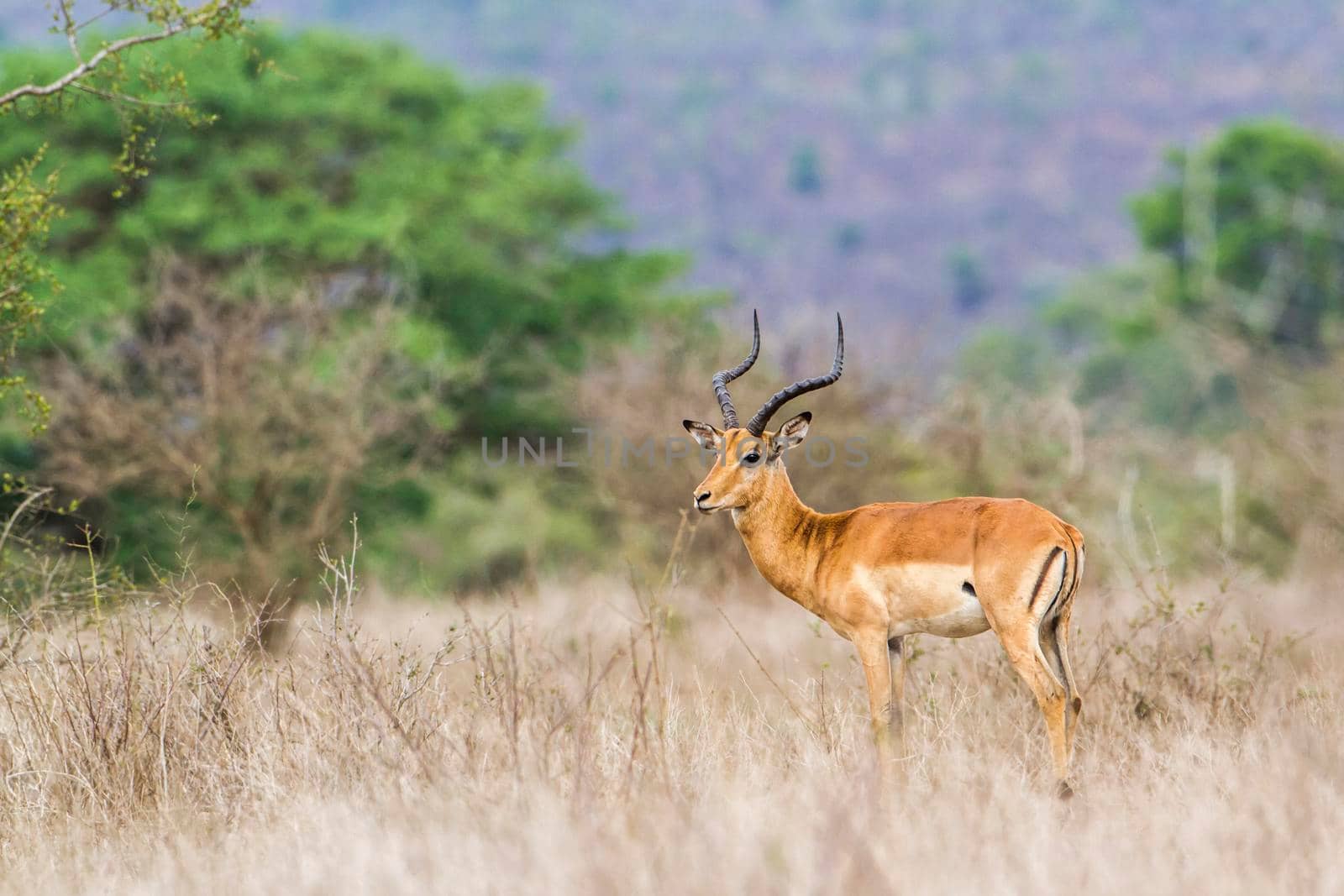 Specie Aepyceros melampus family of bovidae