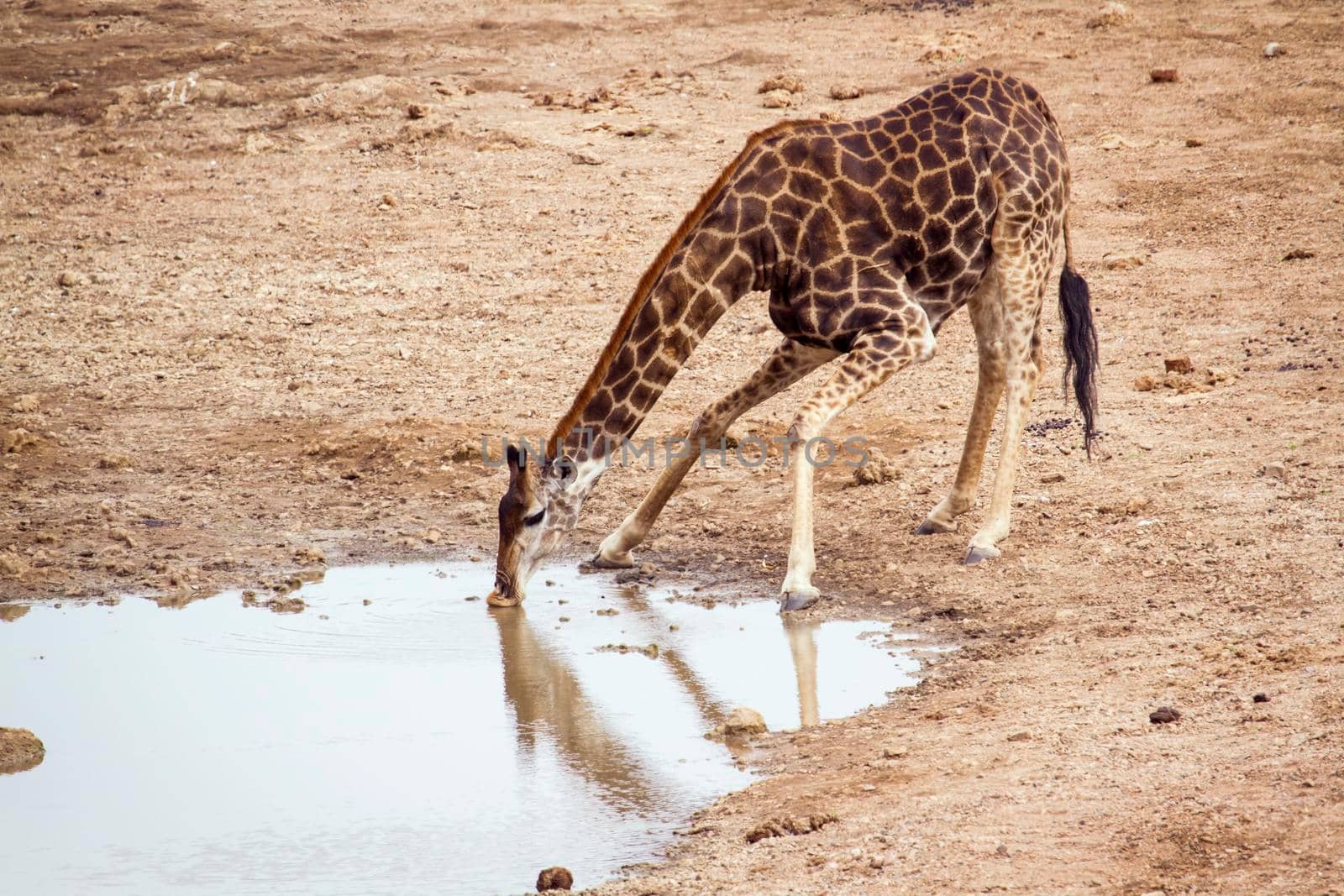 Specie Giraffa camelopardalis family of Giraffidae