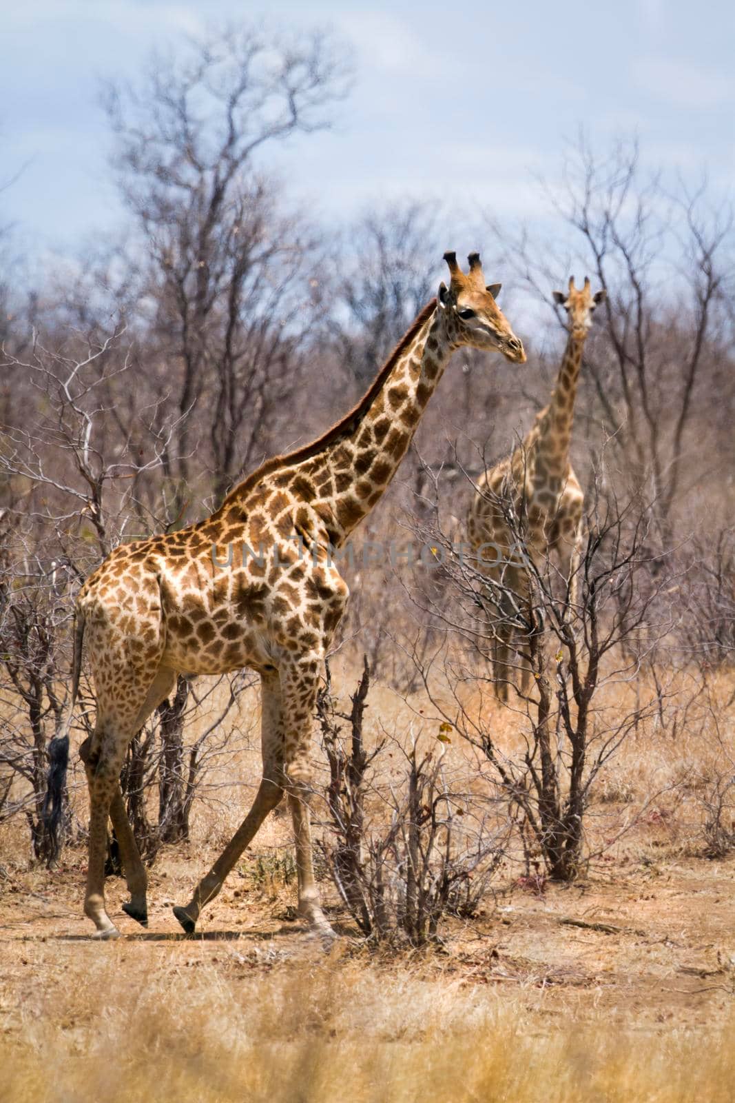 Specie Giraffa camelopardalis family of Giraffidae