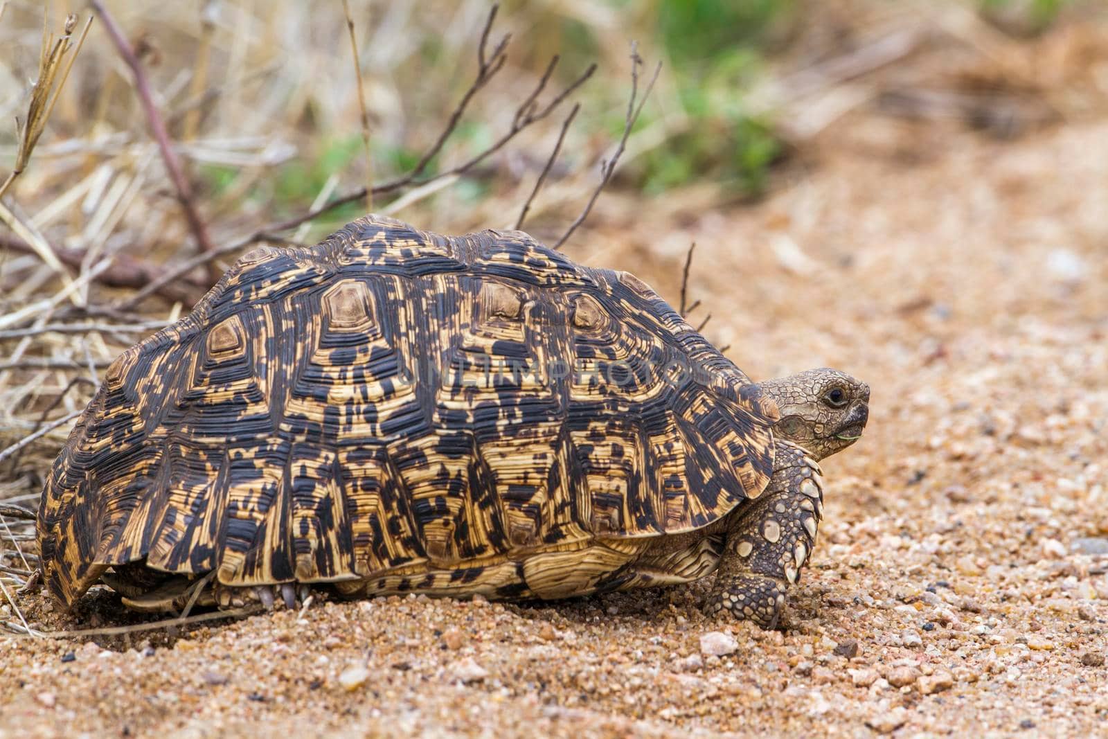 Specie Stigmochelys pardalis family of Testudinidae
