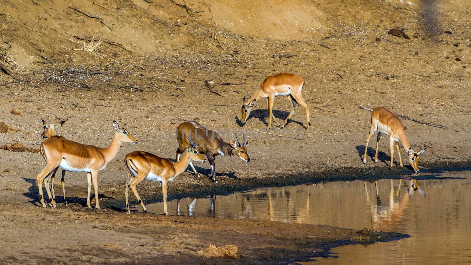 Specie Aepyceros melampus and Tragelaphus angasii