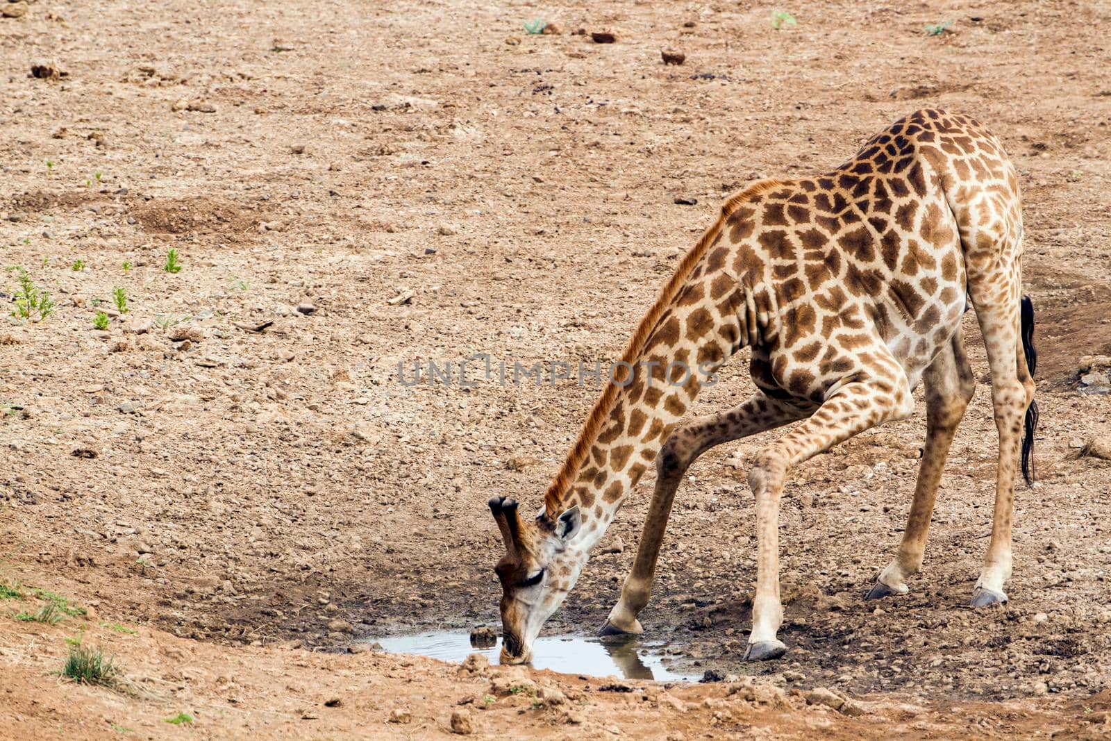 Specie Giraffa camelopardalis family of Giraffidae