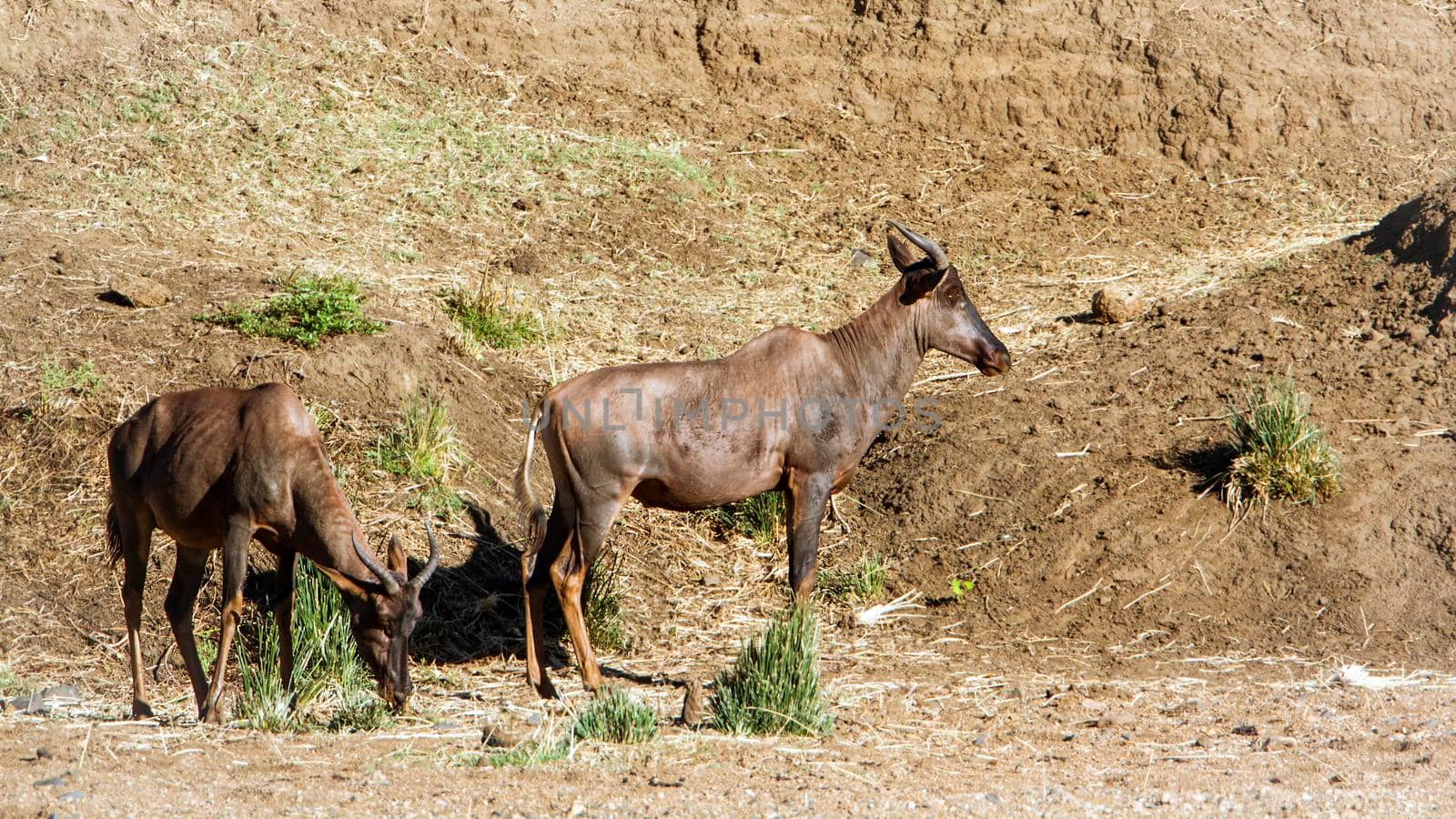 Specie Damaliscus lunatus lunatus family of bovidae