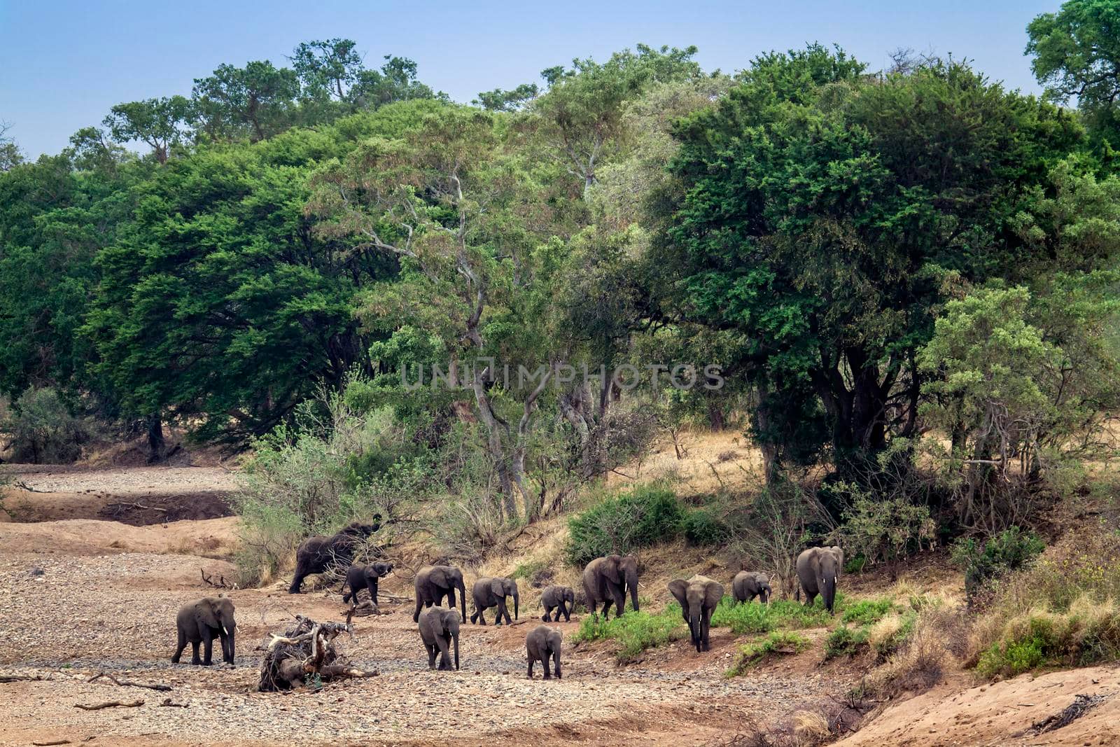 Specie Loxodonta africana family of  Elephantidae