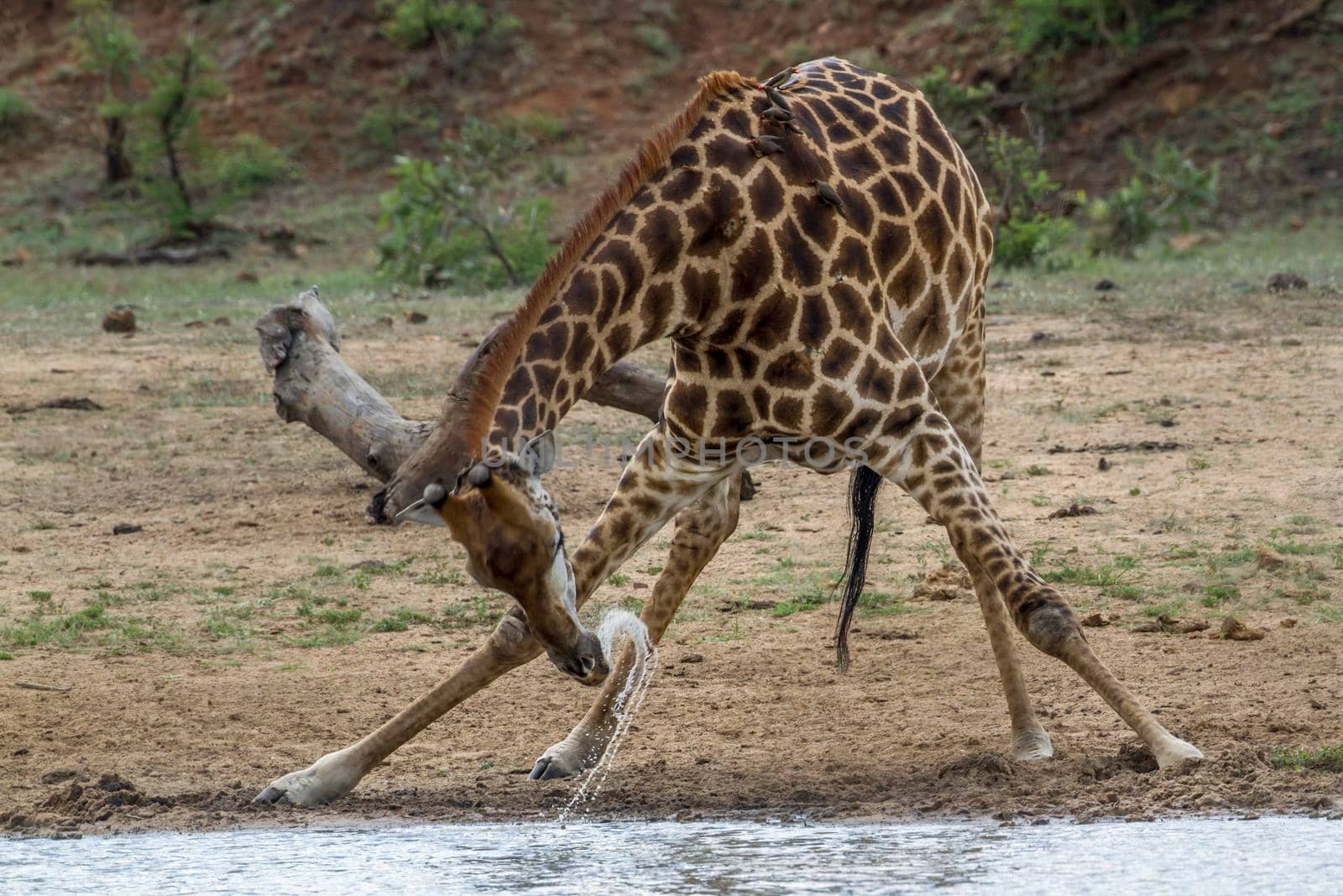 Specie Giraffa camelopardalis family of Giraffidae