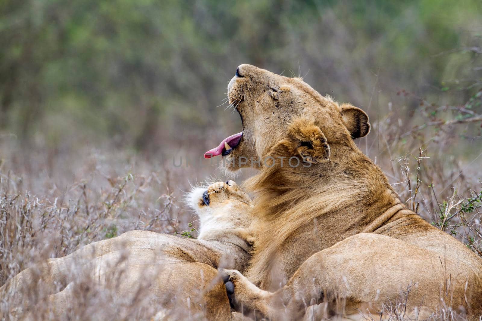 Specie panthera leo family of felidae