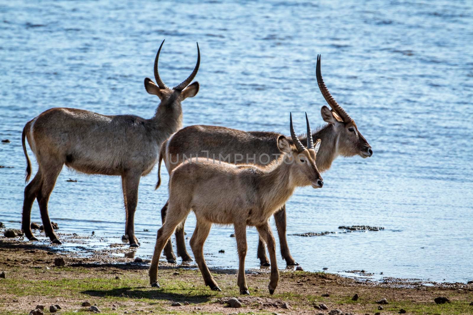 Specie Kobus ellipsiprymnus family of bovidae