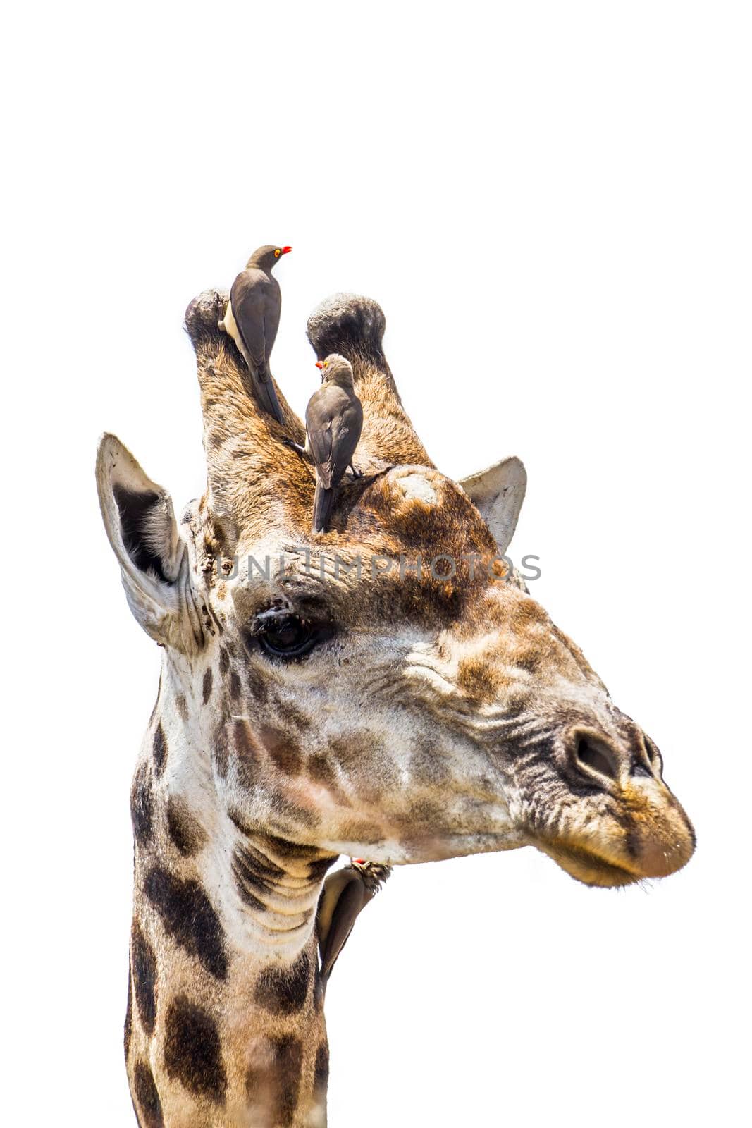 Giraffe portrait isolated in white background by PACOCOMO
