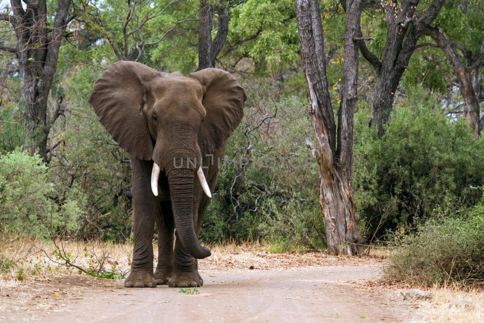 Specie Loxodonta africana family of  Elephantidae