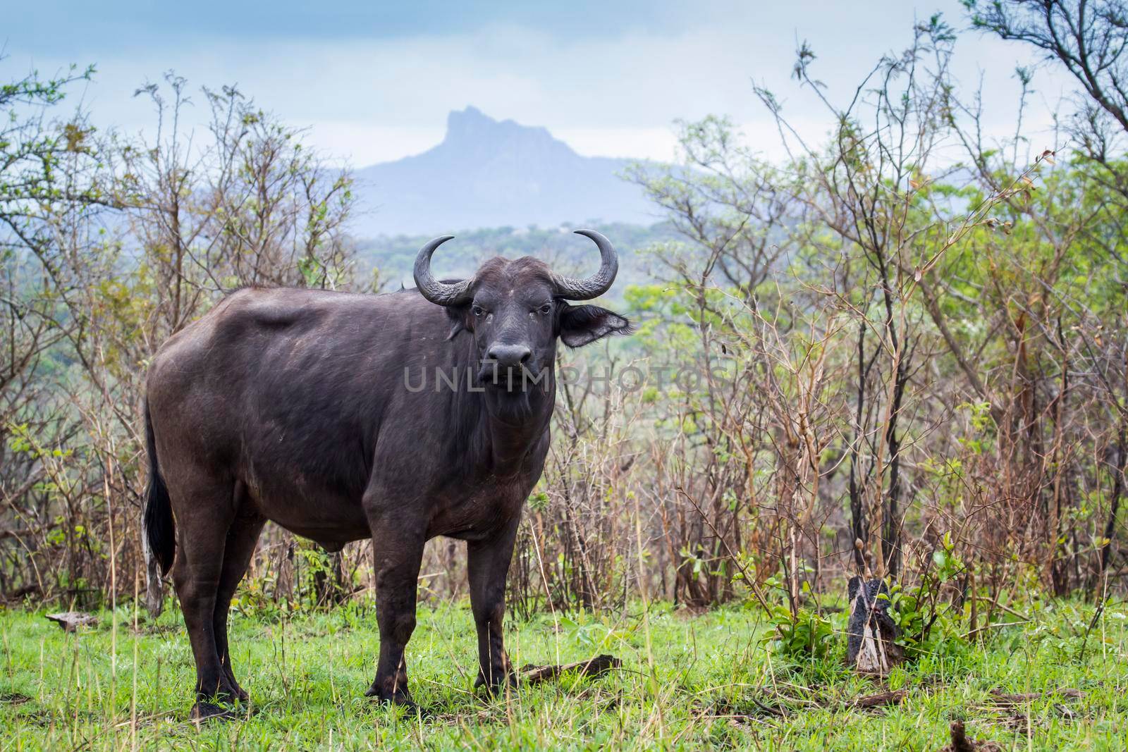 Specie Syncerus caffer family of bovidae