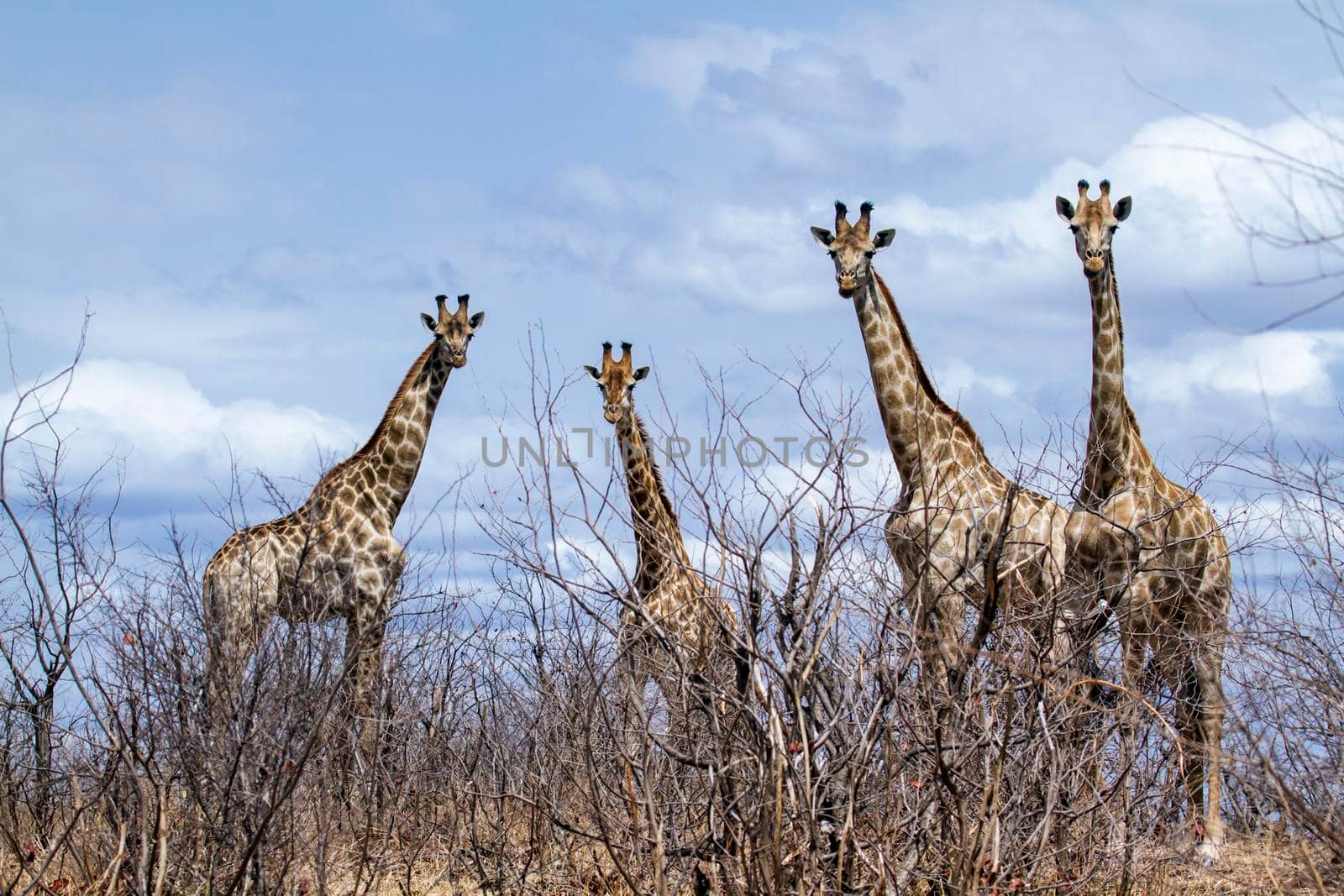 Specie Giraffa camelopardalis family of Giraffidae