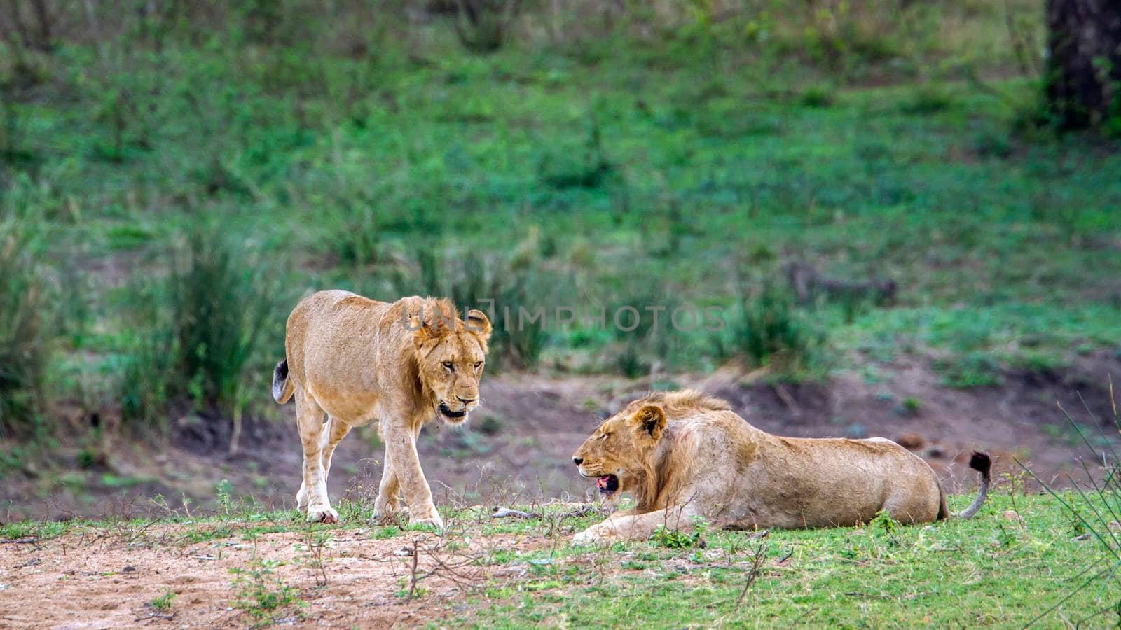 Specie panthera leo family of felidae
