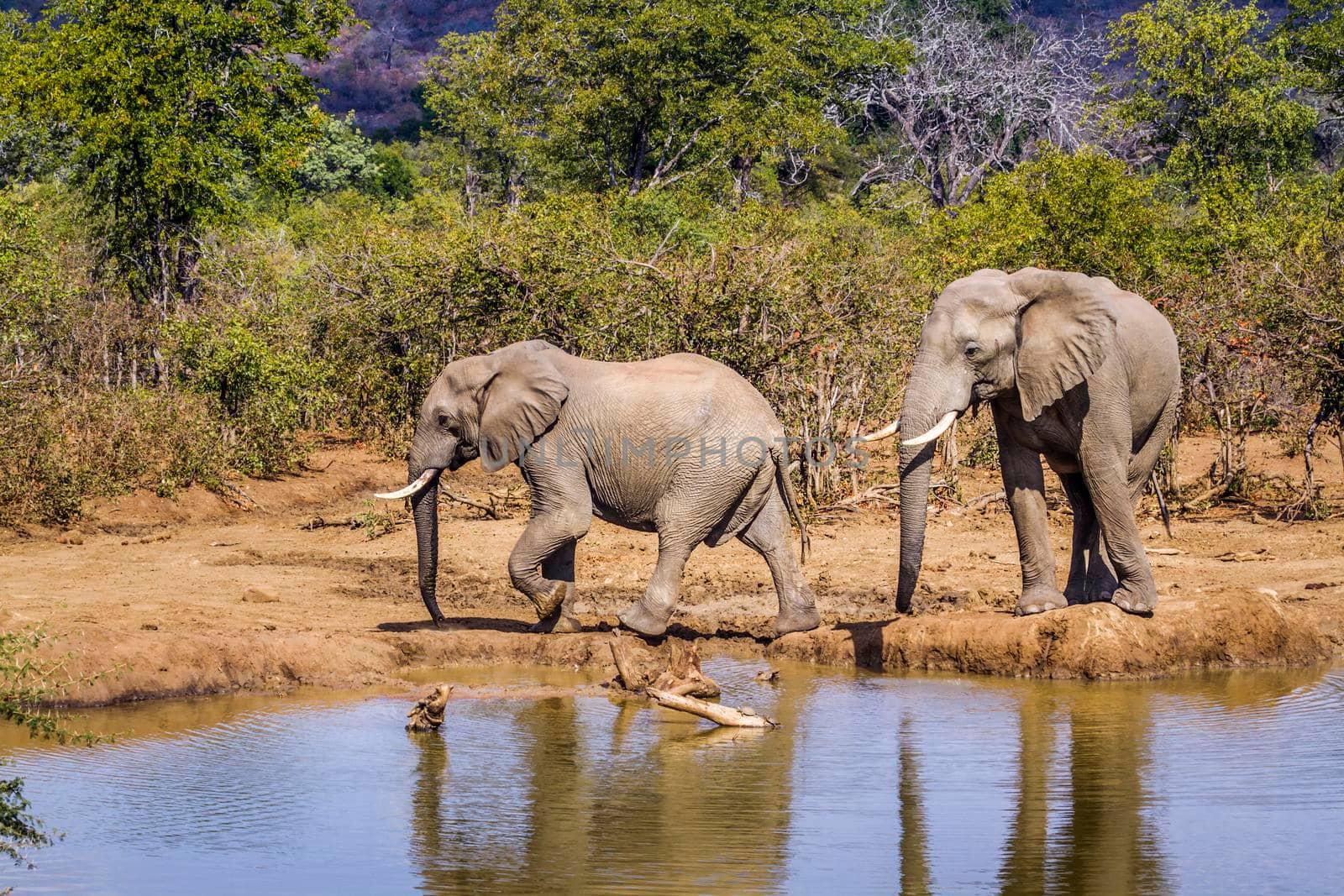 Specie Loxodonta africana family of Elephantidae