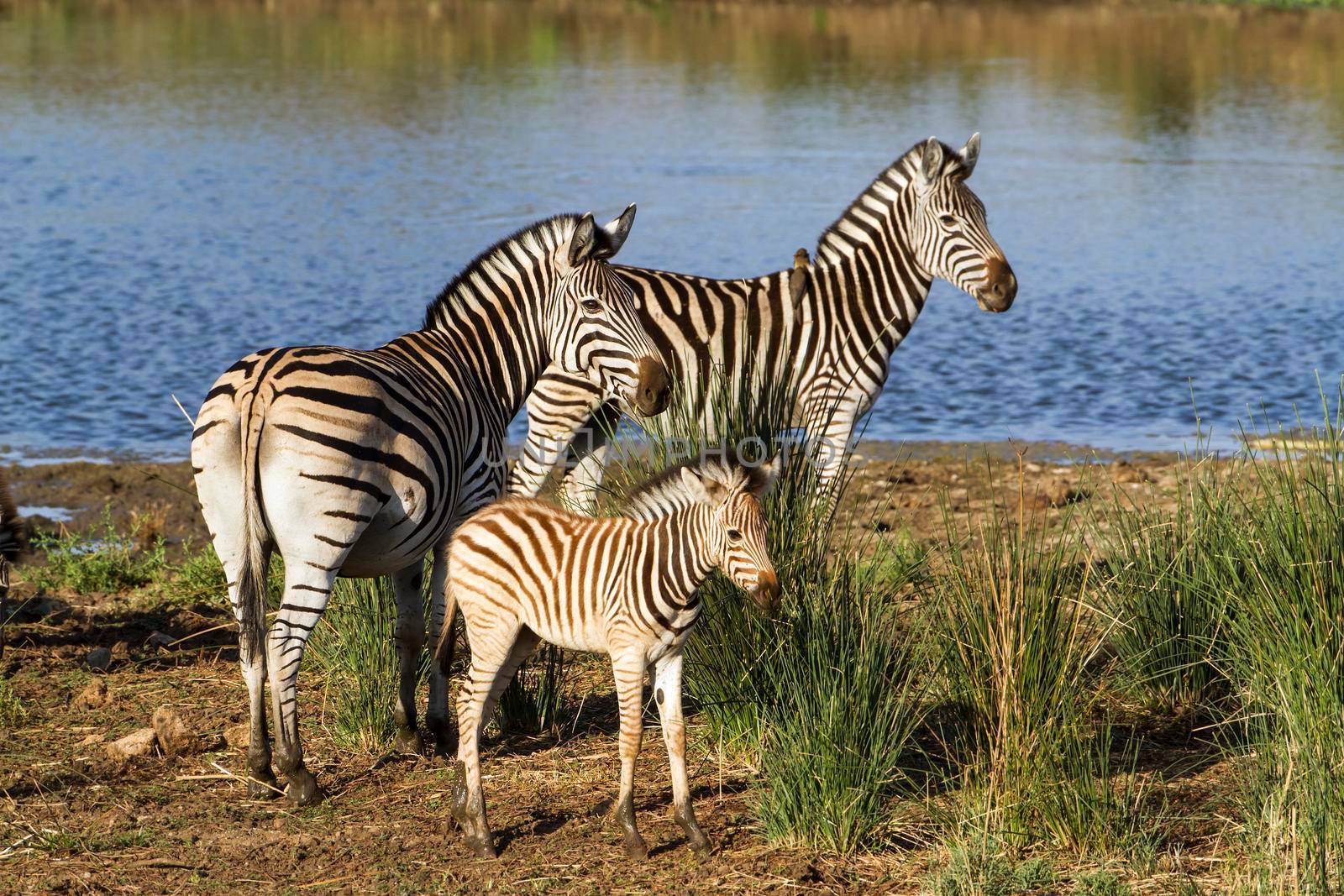Specie Equus quagga burchellii family of equidae