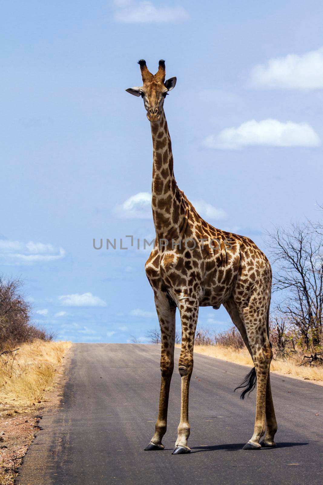 Specie Giraffa camelopardalis family of Giraffidae