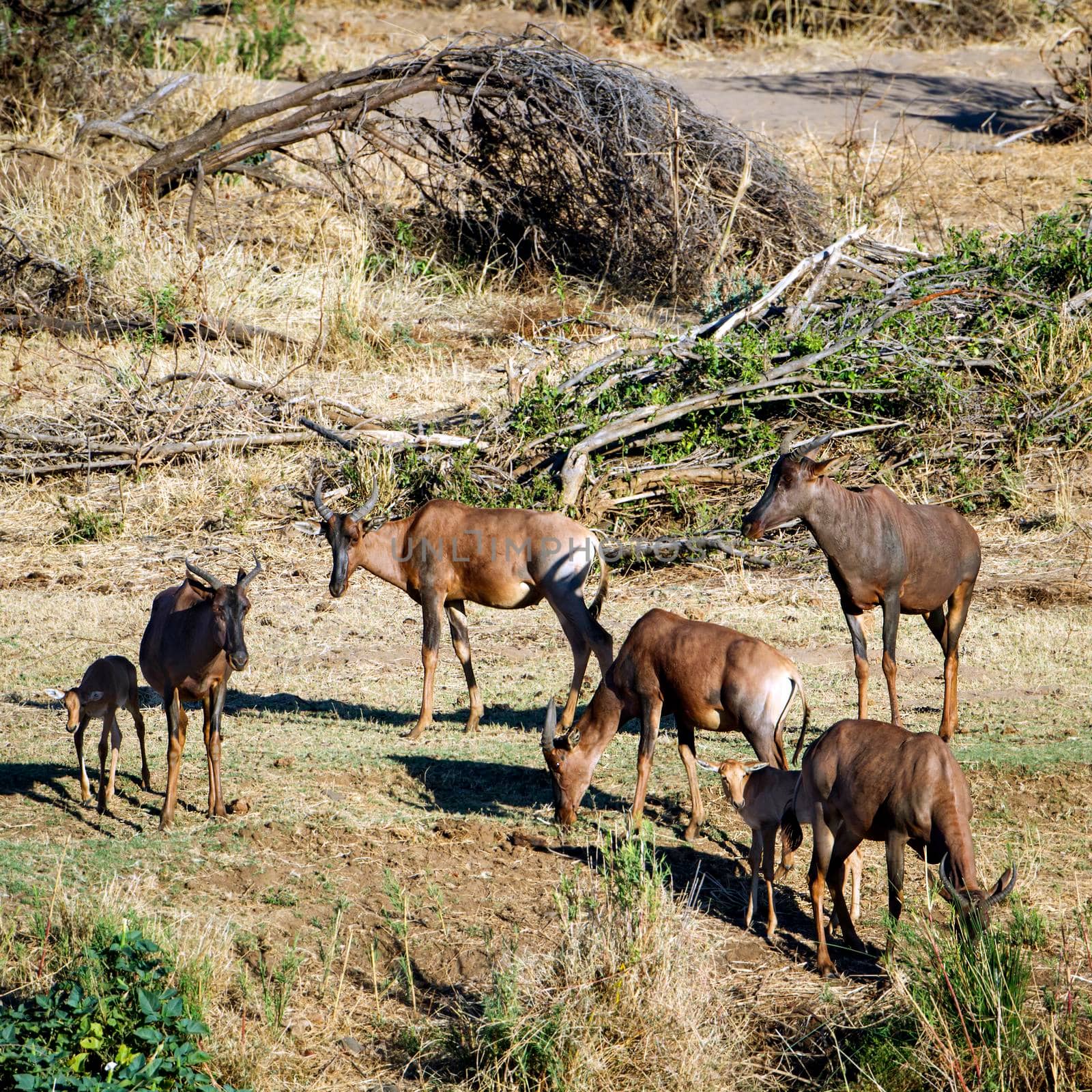 Specie Damaliscus lunatus lunatus family of bovidae