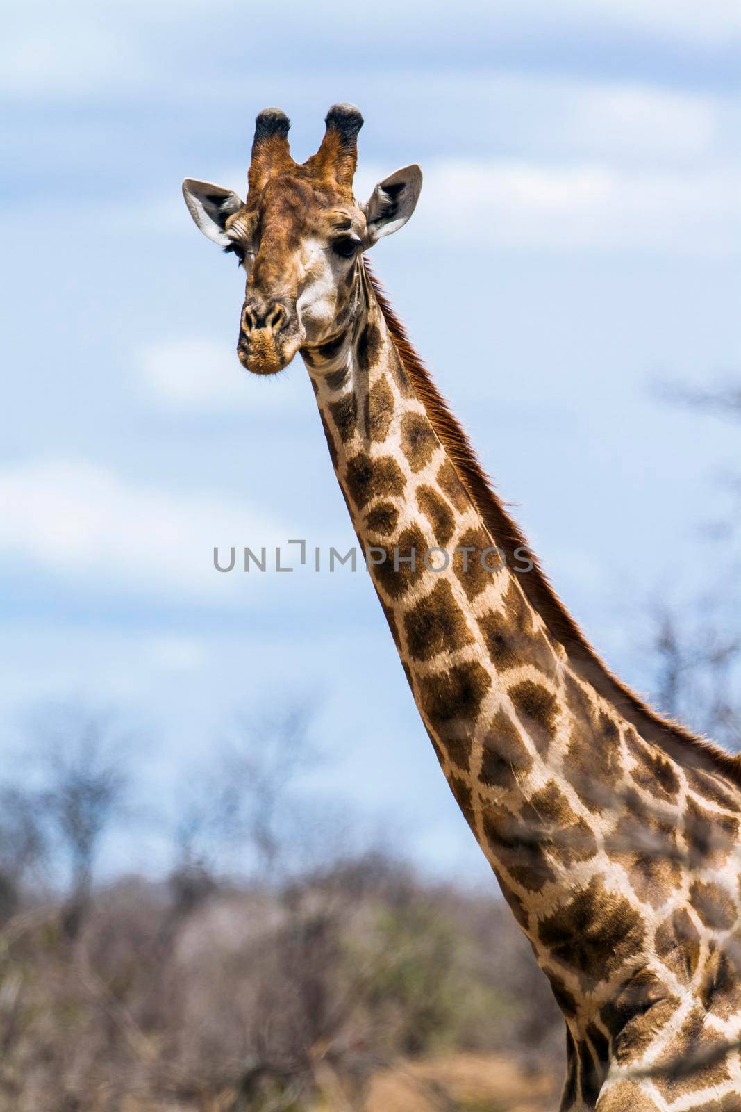 Specie Giraffa camelopardalis family of Giraffidae