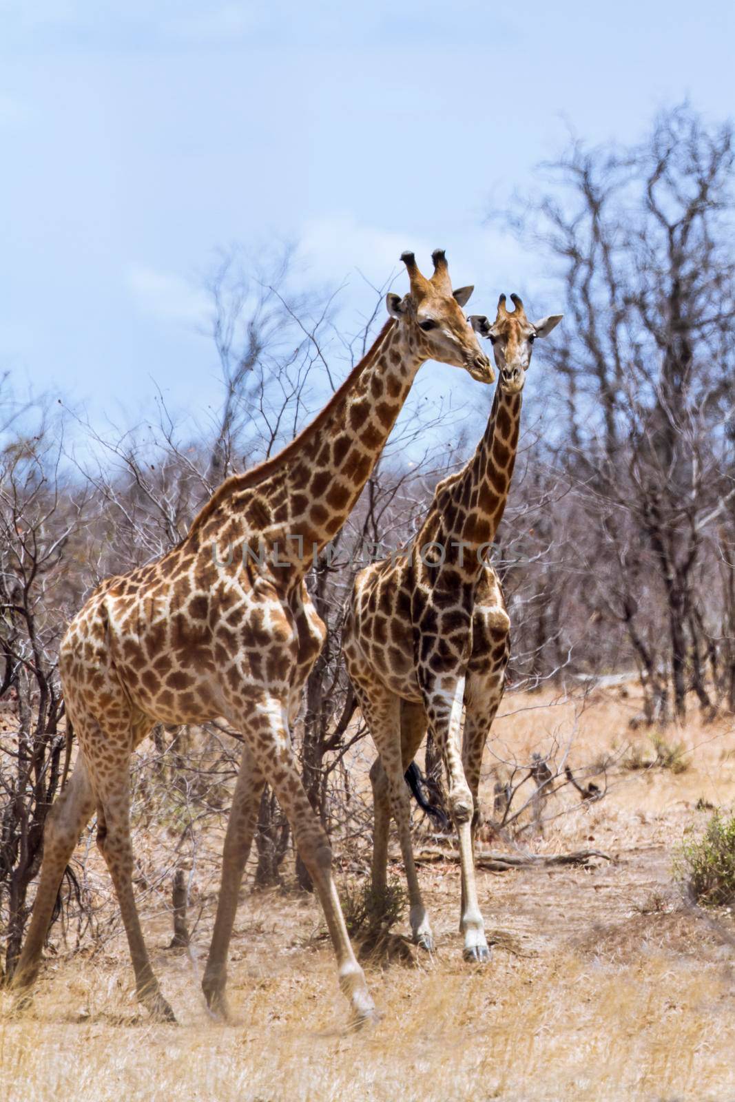 Specie Giraffa camelopardalis family of Giraffidae