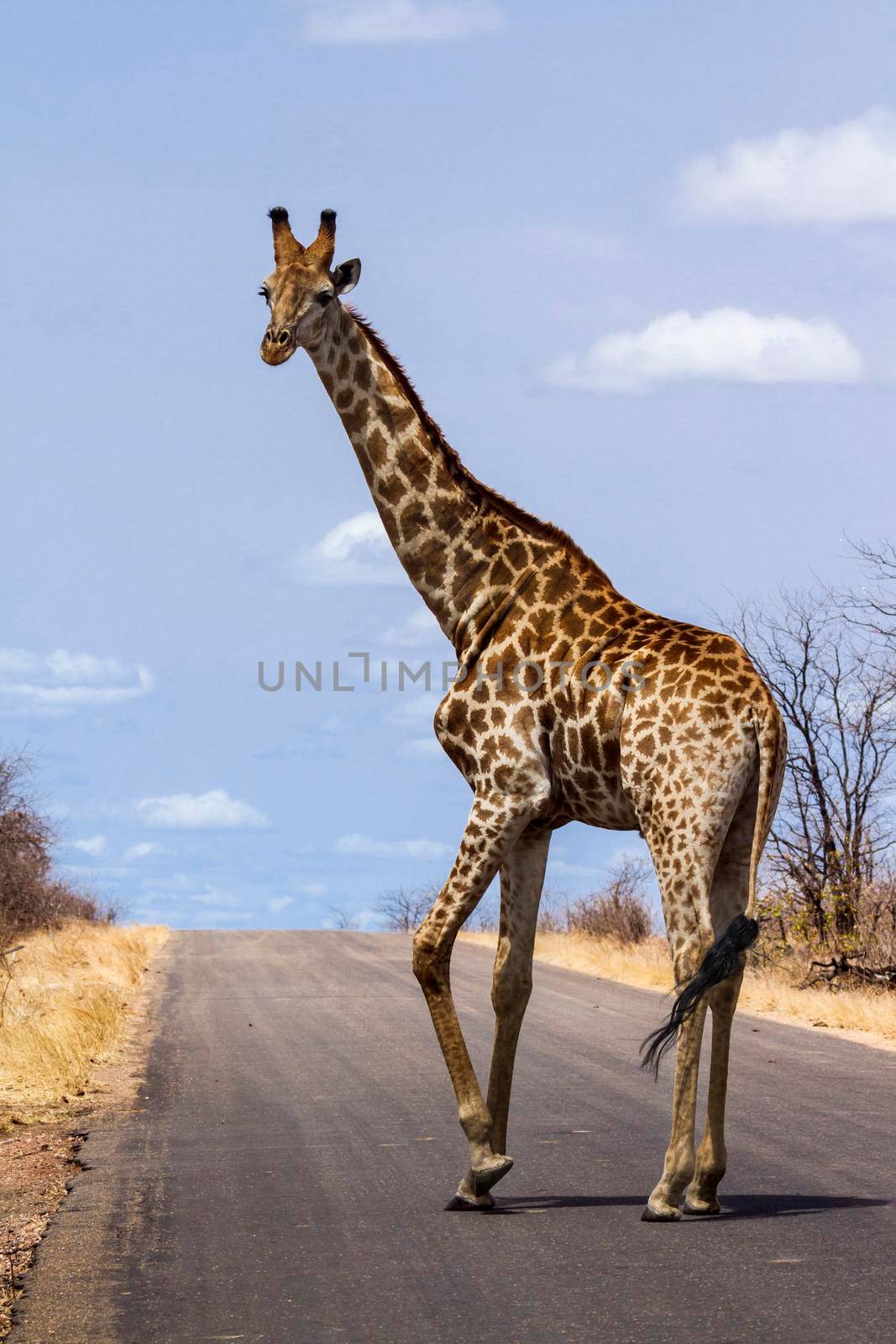 Giraffe in Kruger National park by PACOCOMO