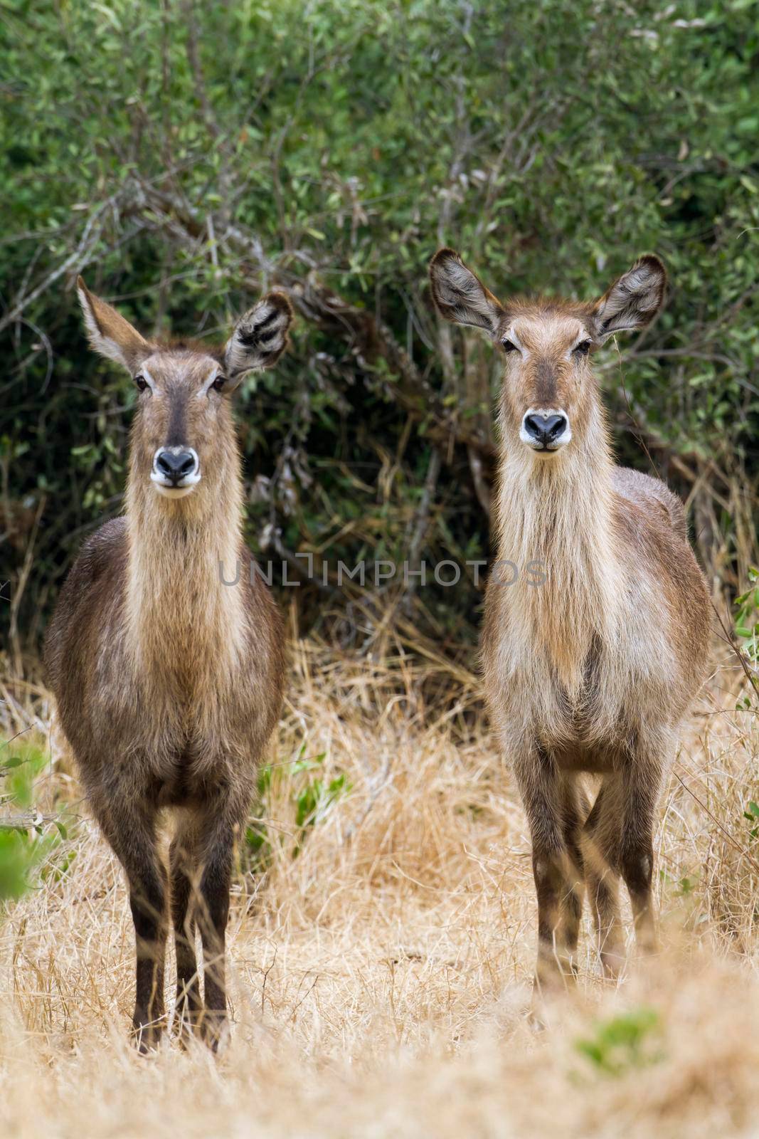 Specie Kobus ellipsiprymnus family of bovidae