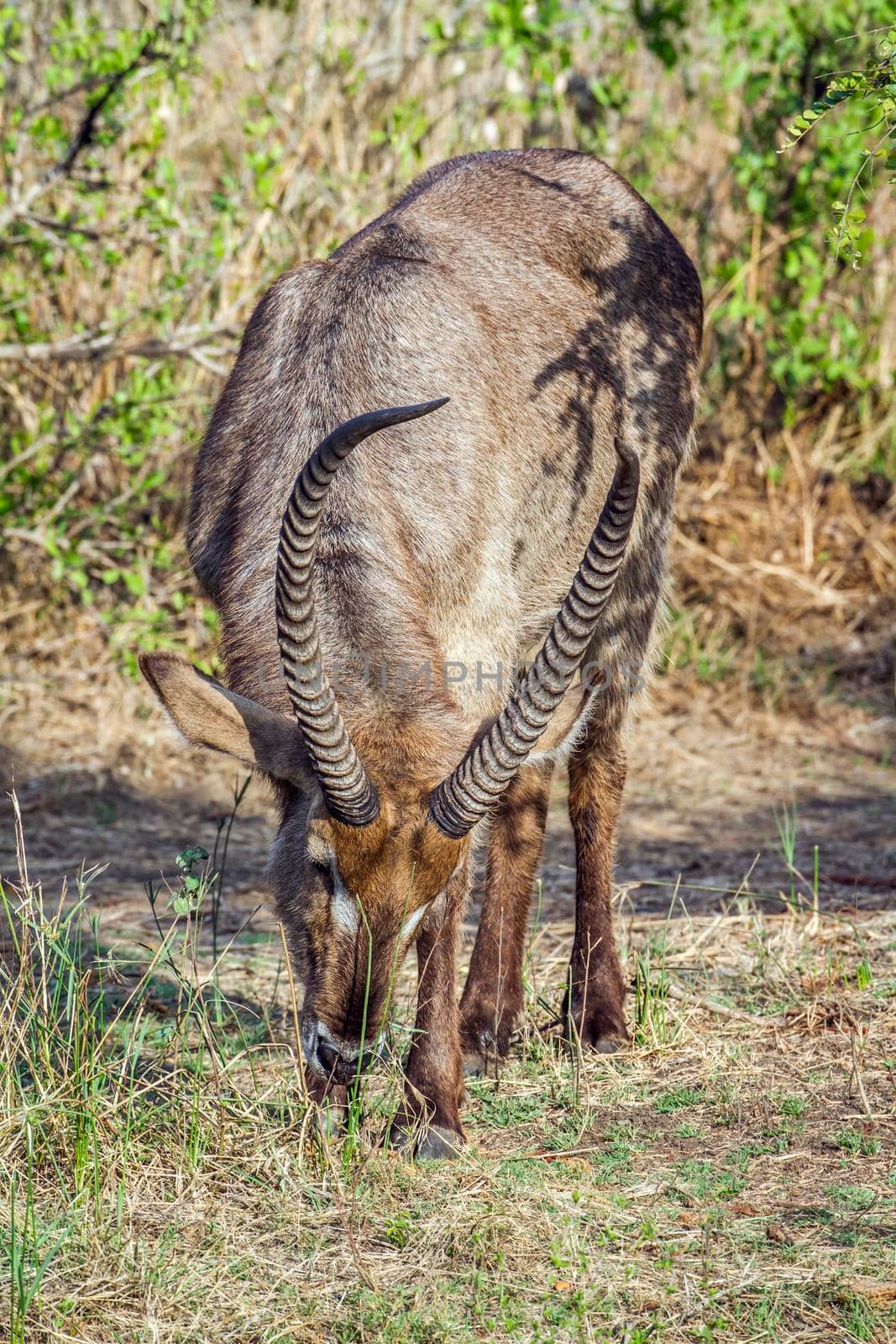 Specie Kobus ellipsiprymnus family of bovidae