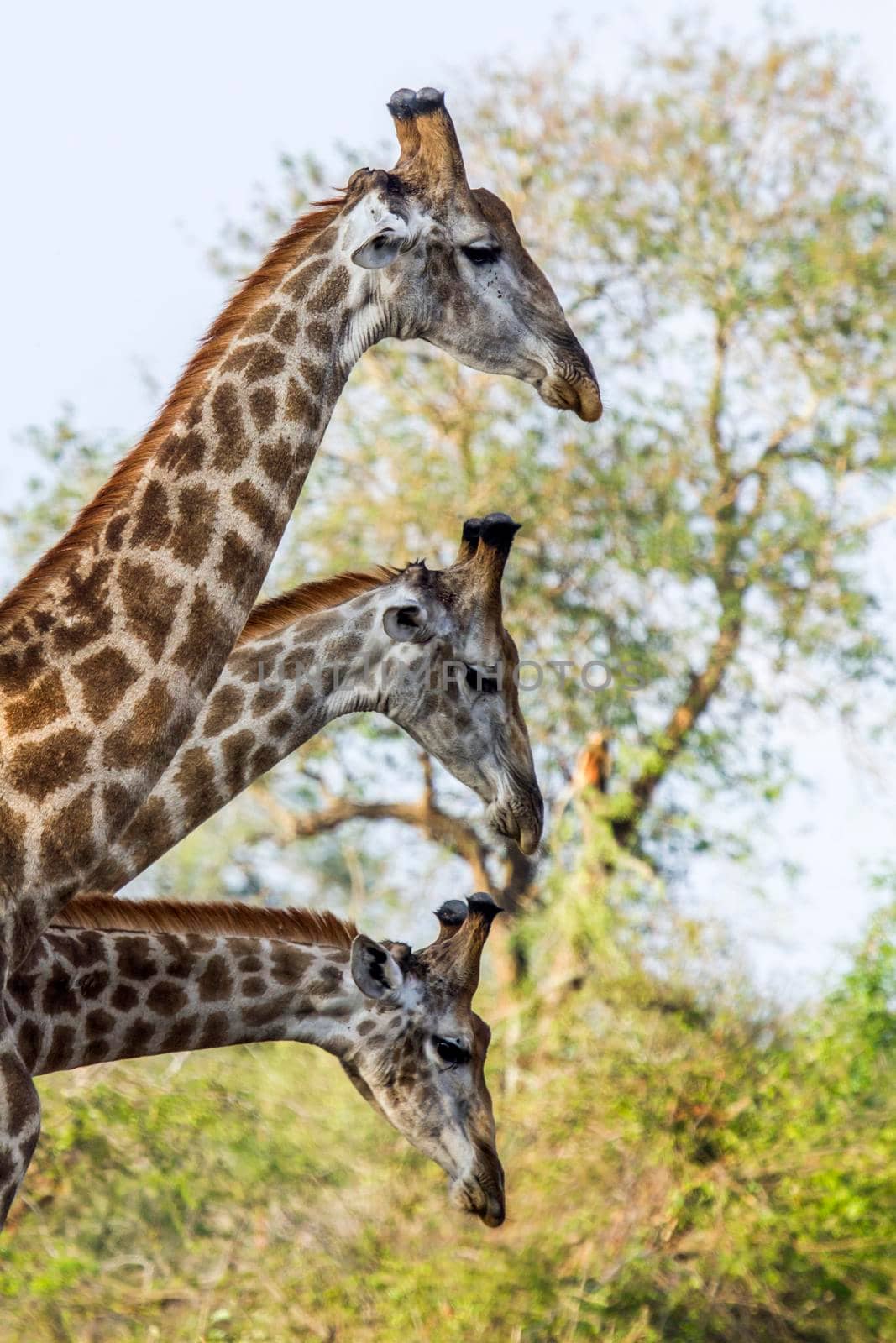 Giraffe in Kruger National park, South Africa by PACOCOMO