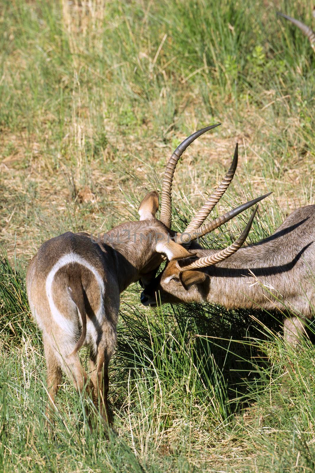 Specie Kobus ellipsiprymnus family of bovidae