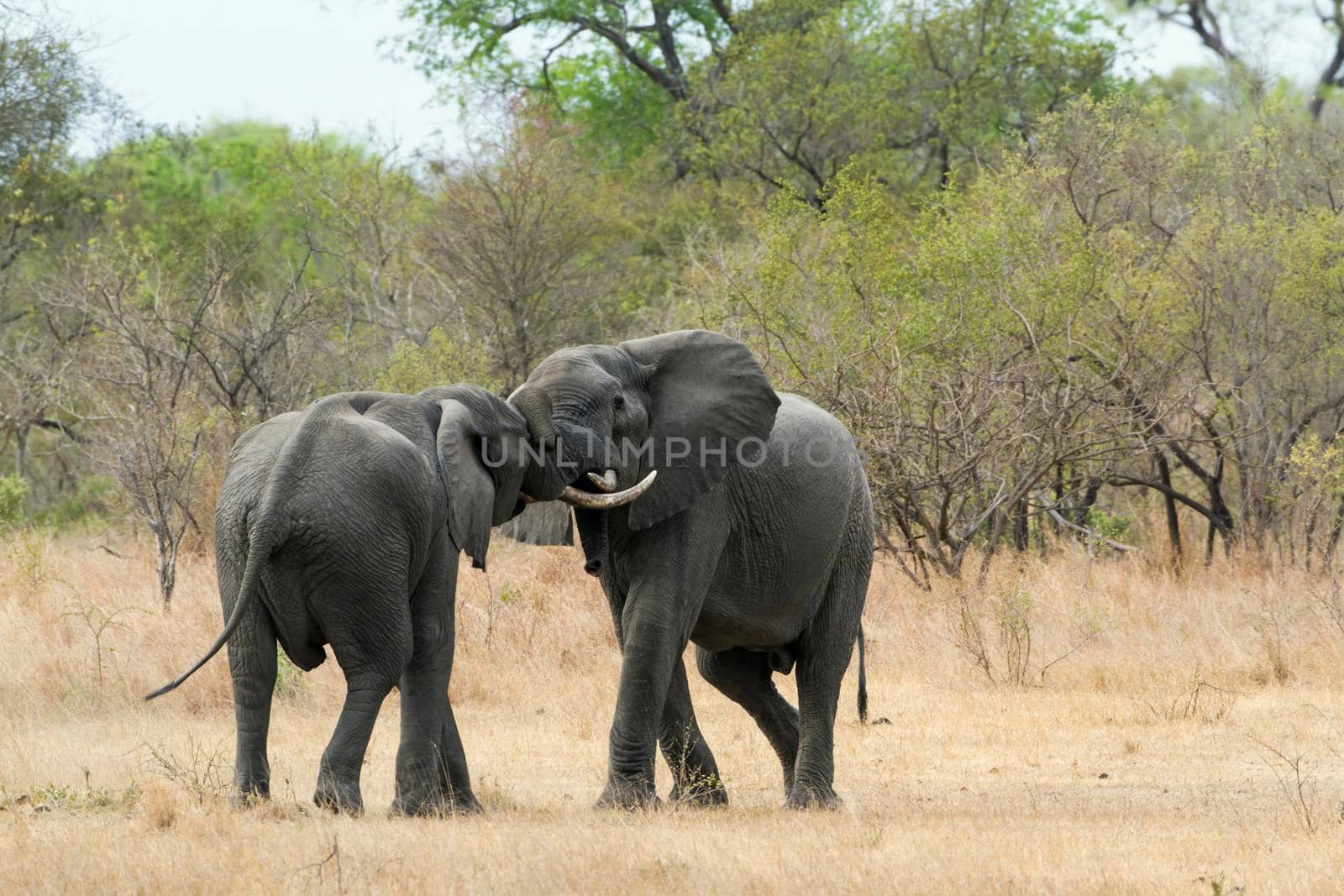 Specie Loxodonta africana family of 