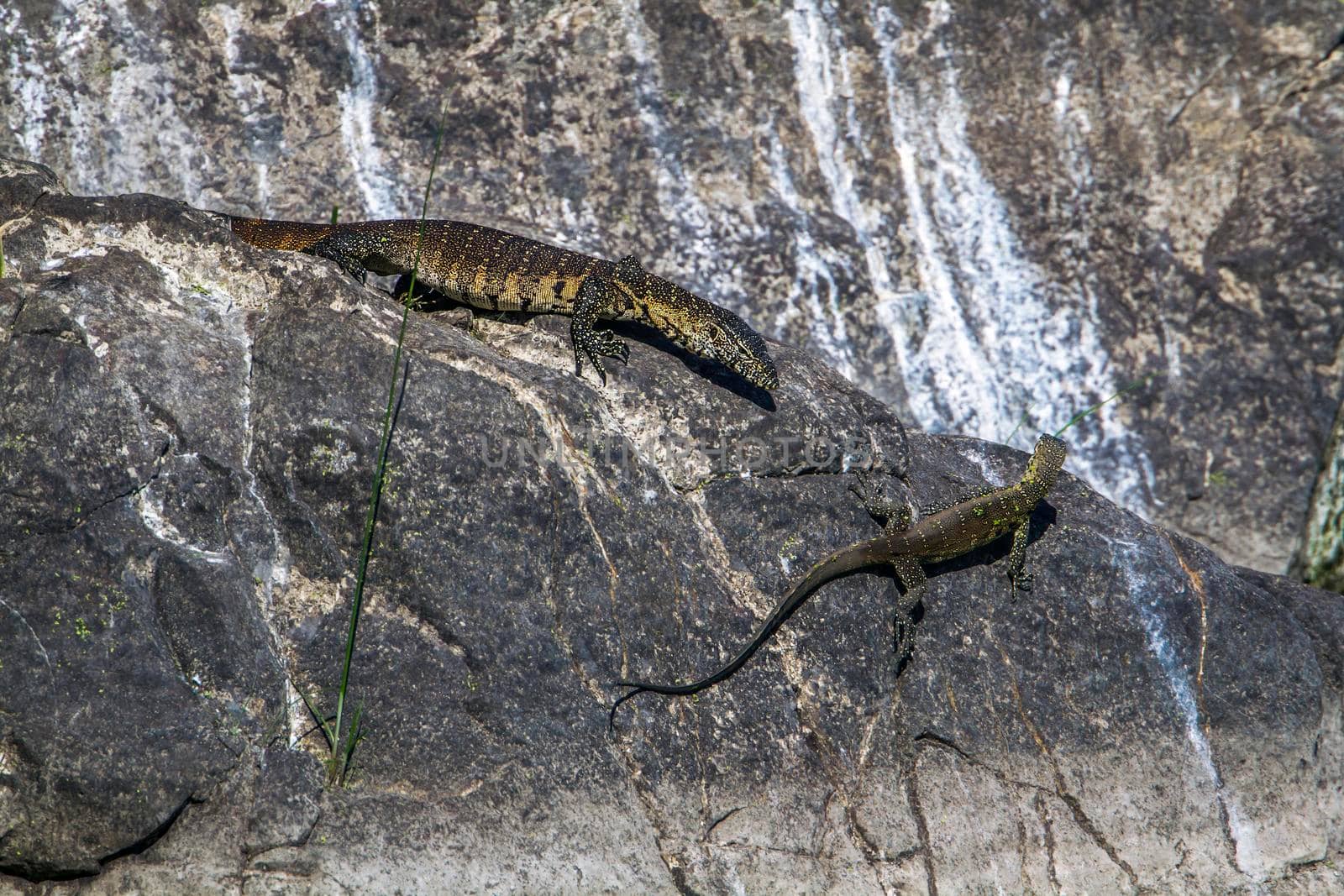 Specie Varanus niloticus family of Varanidae
