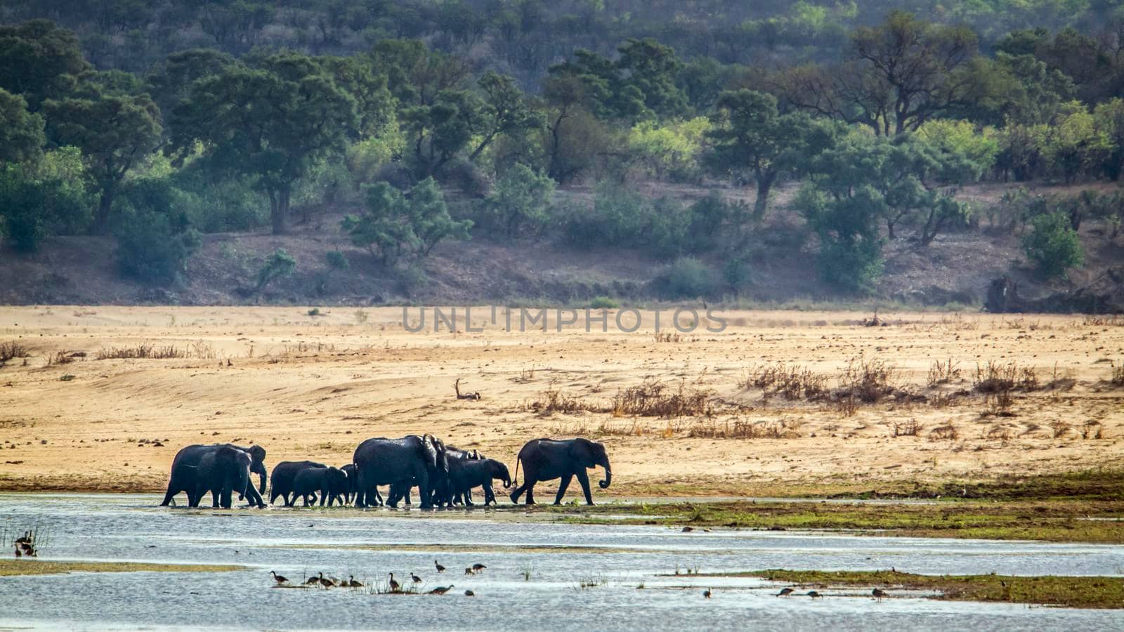 Specie Loxodonta africana family of Elephantidae
