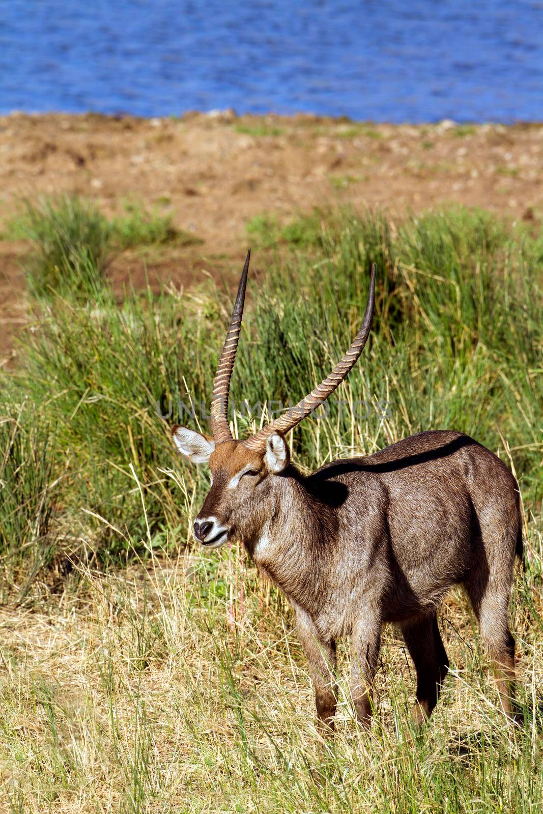 Waterbuck in Kruger National park by PACOCOMO