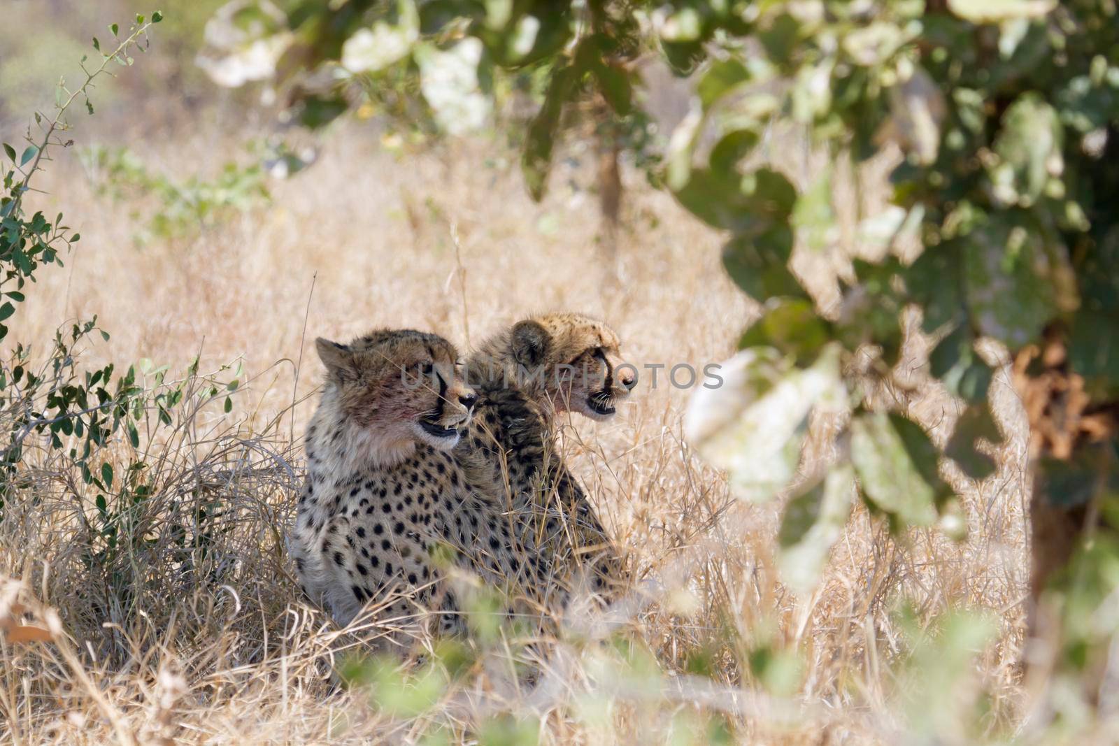 Specie Acinonyx jubatus family of Felidae