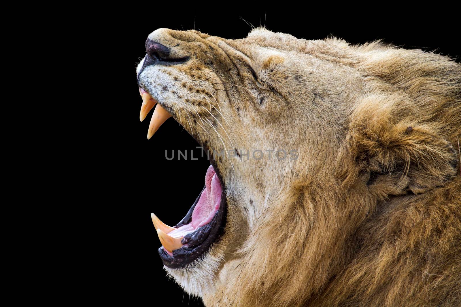Specie panthera leo family of felidae