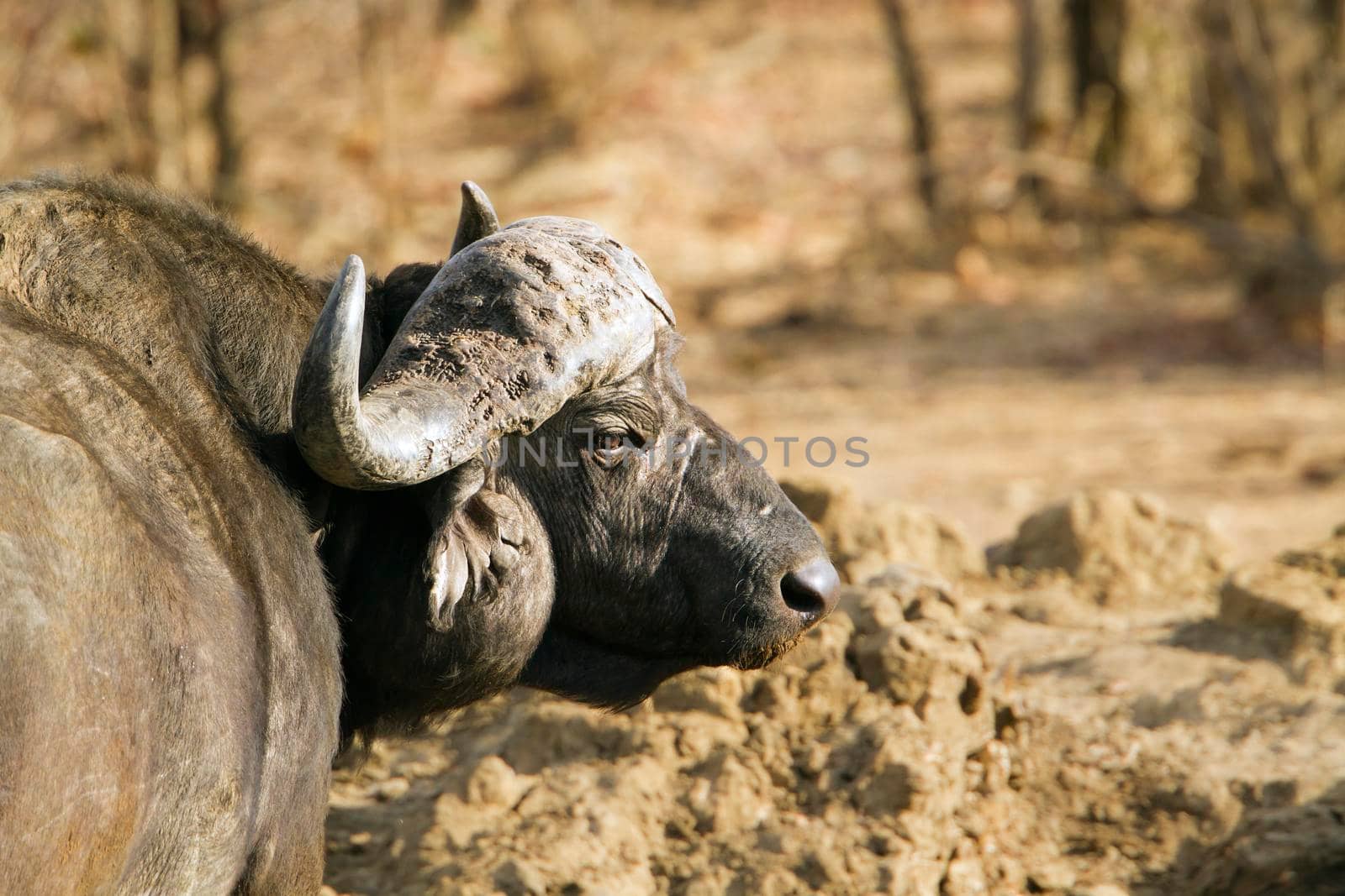 Specie Syncerus caffer family of bovidae