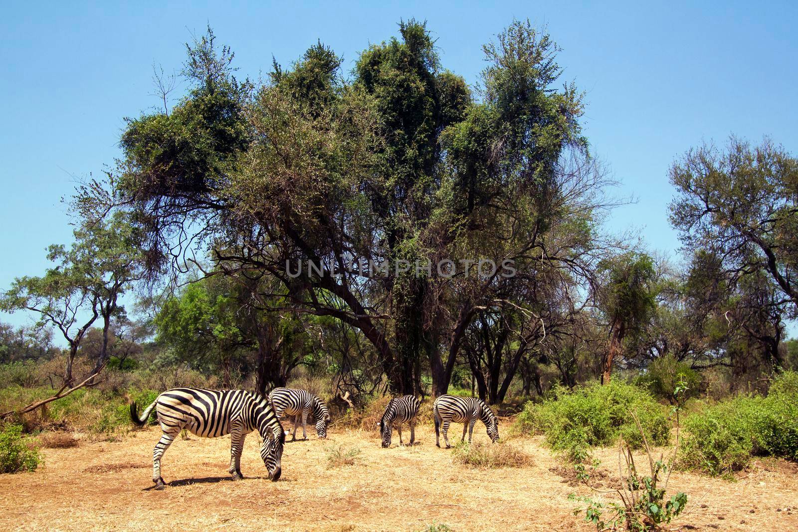 Specie Equus quagga burchellii family of equidae