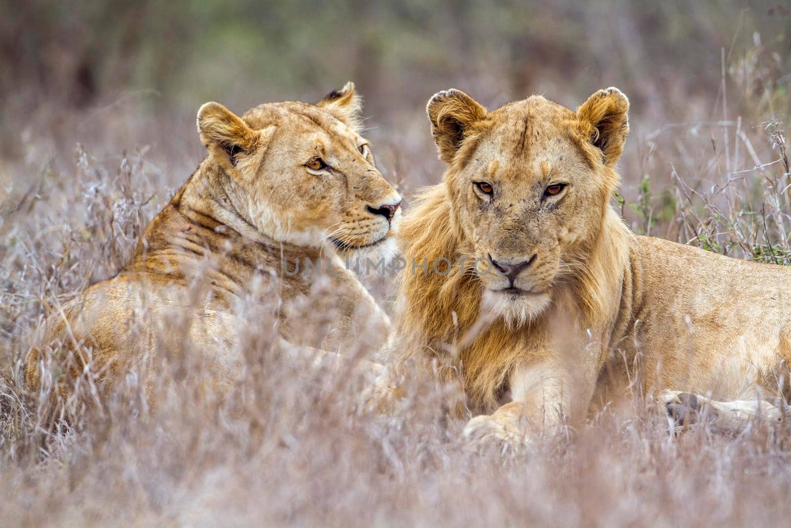 Specie panthera leo family of felidae