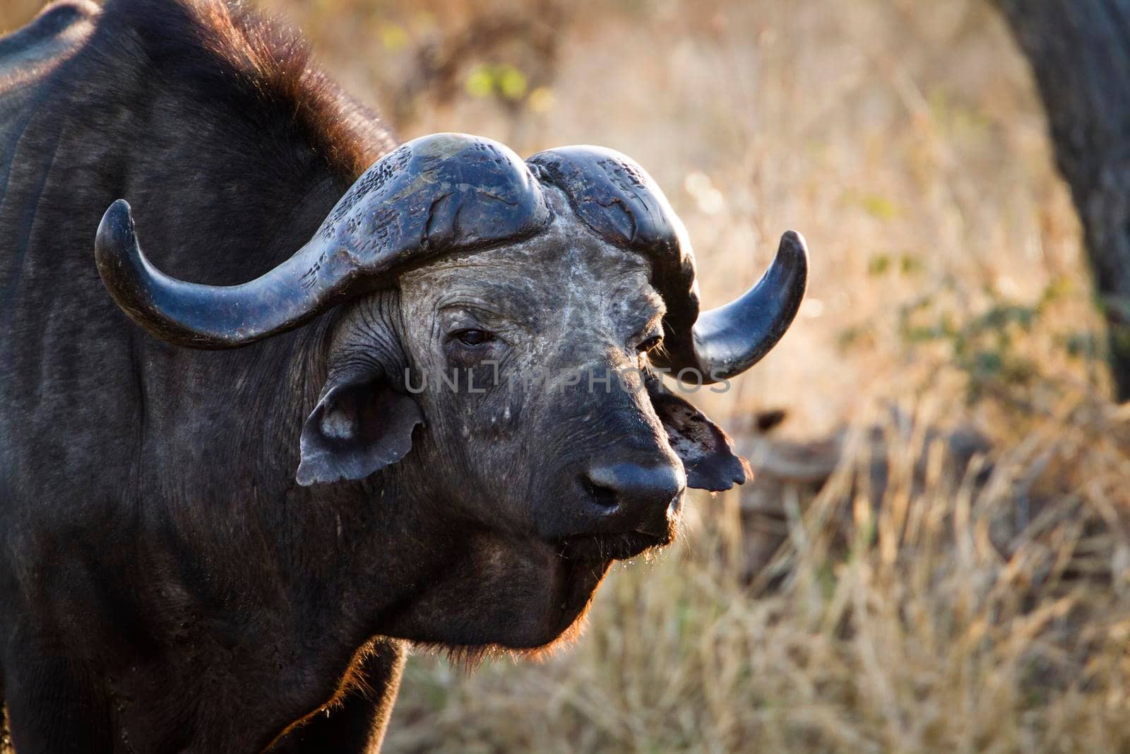 Specie Syncerus caffer family of bovidae