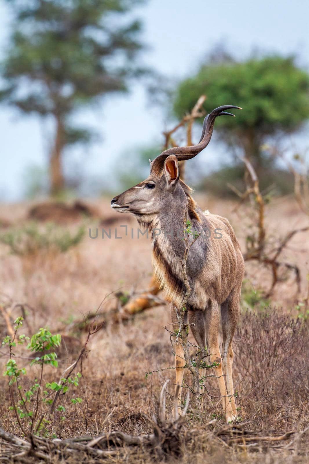 Specie Tragelaphus strepsiceros family of bovidae