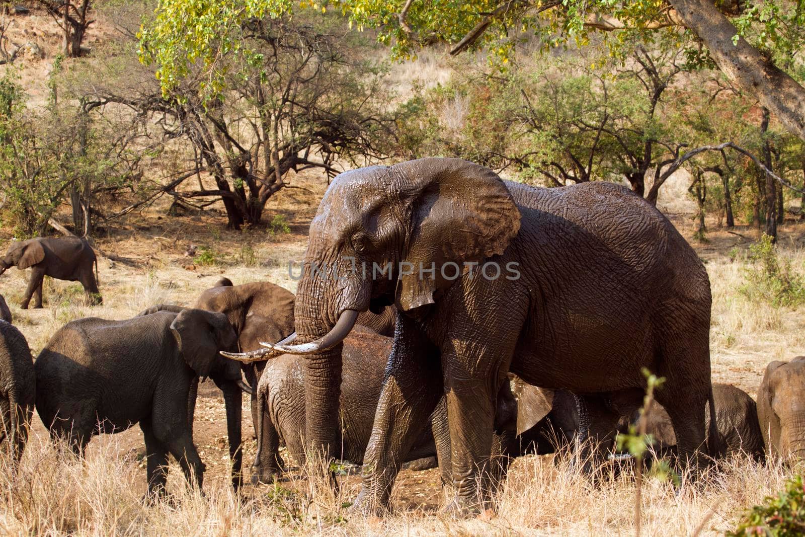 Specie Loxodonta africana family of Elephantidae