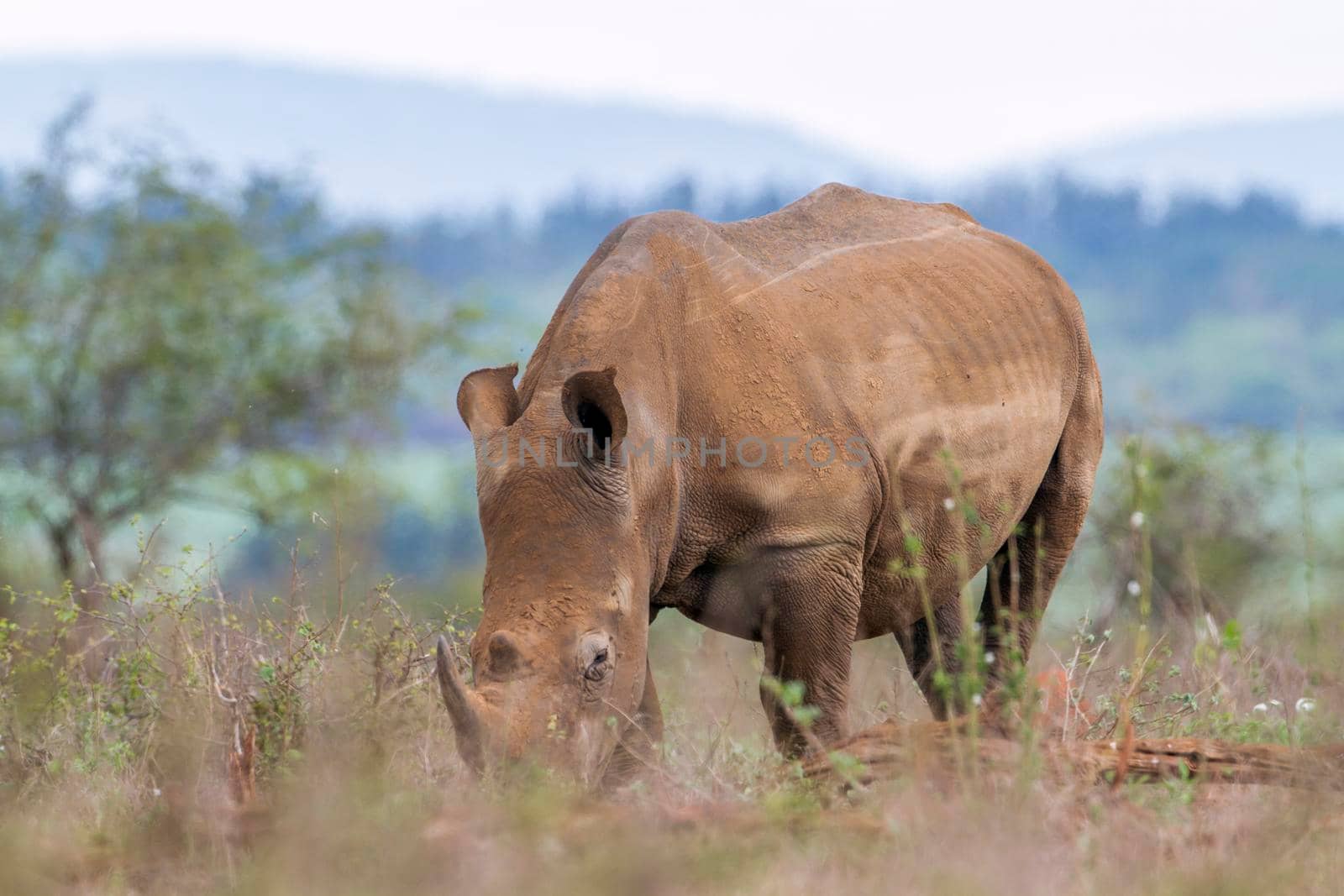 Specie Ceratotherium simum simum family of Rhinocerotidae