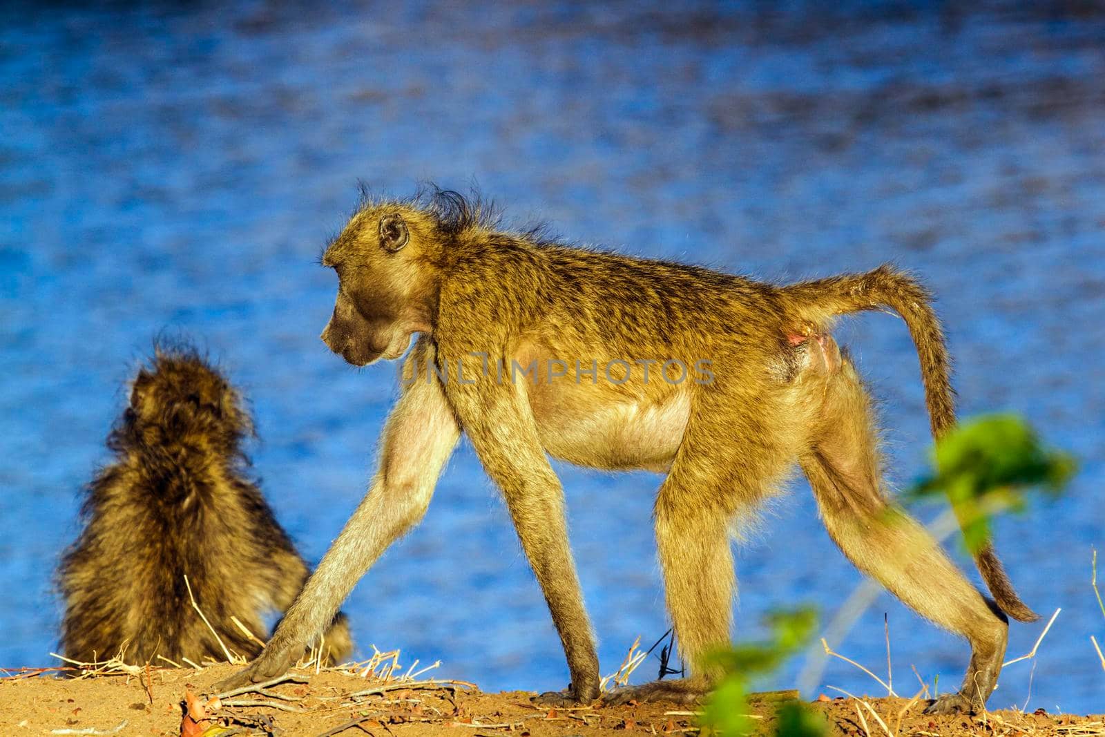 Specie Papio ursinus family of Cercopithecidae