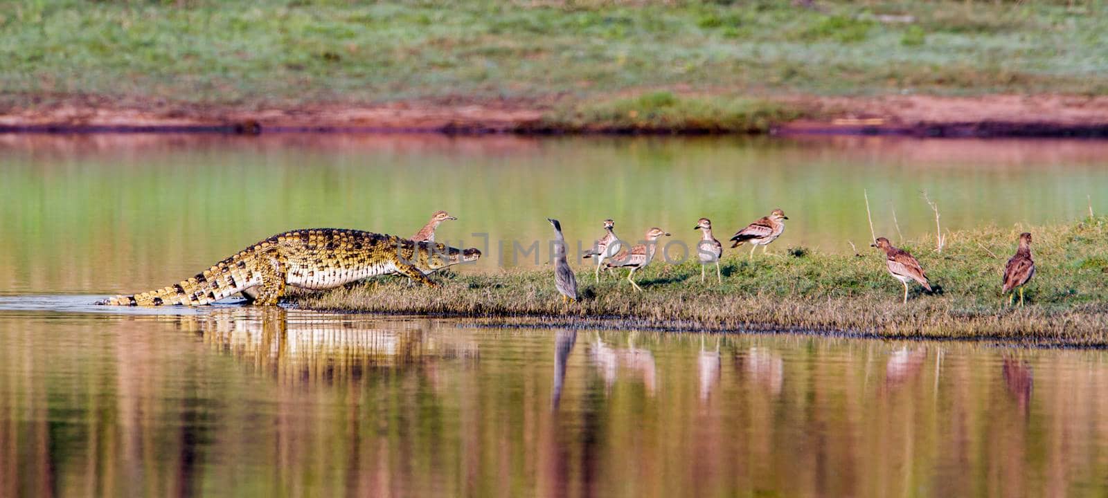 Specie Crocodylus niloticus family of Crocodylidae