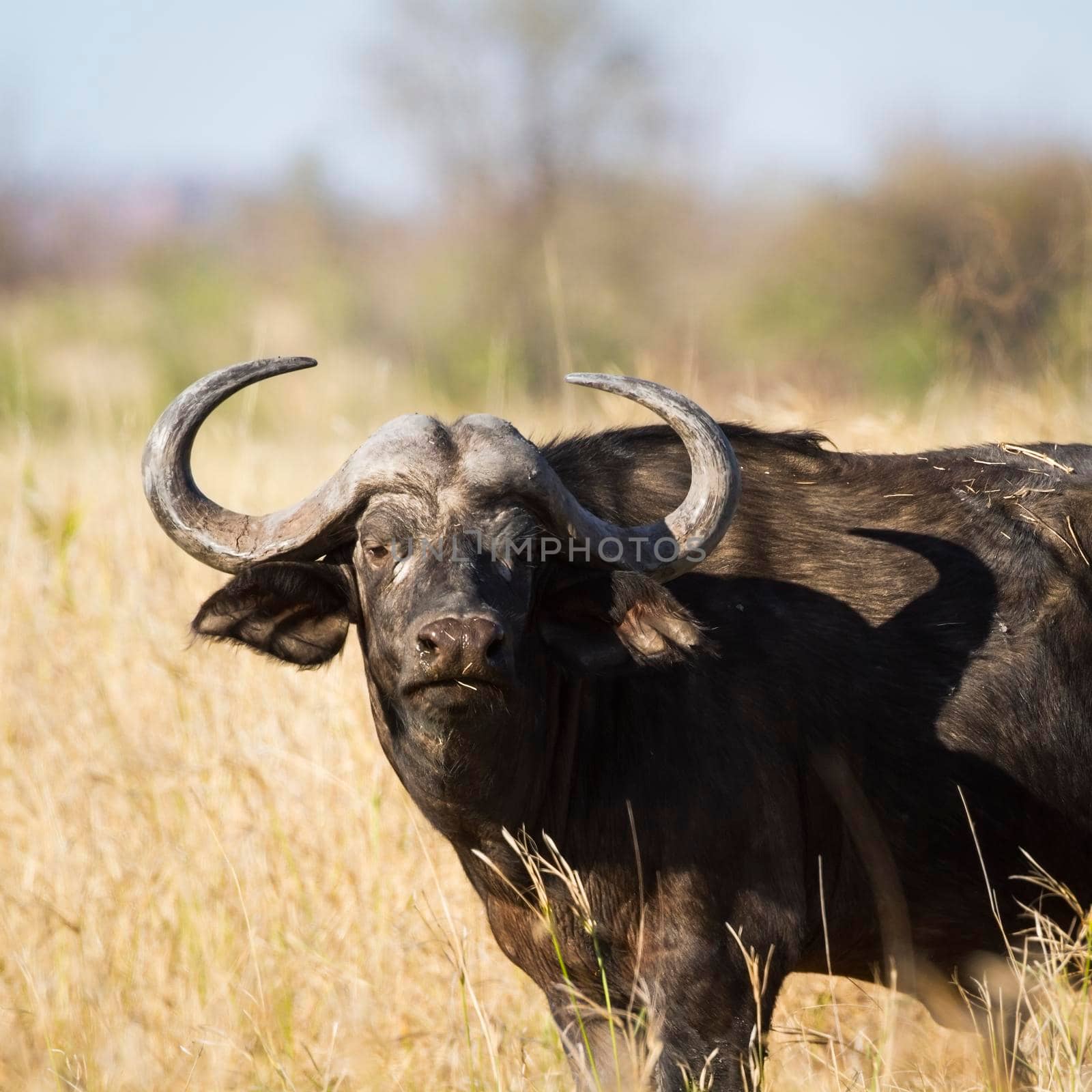 African buffalo in Kruger National park by PACOCOMO