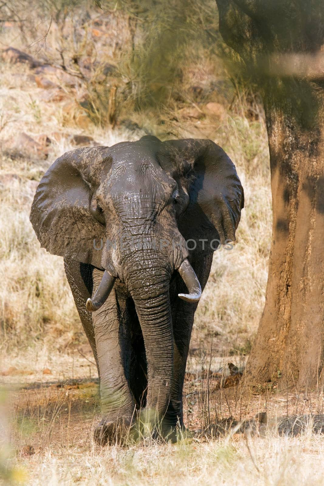 African bush elephant in Kruger National park by PACOCOMO