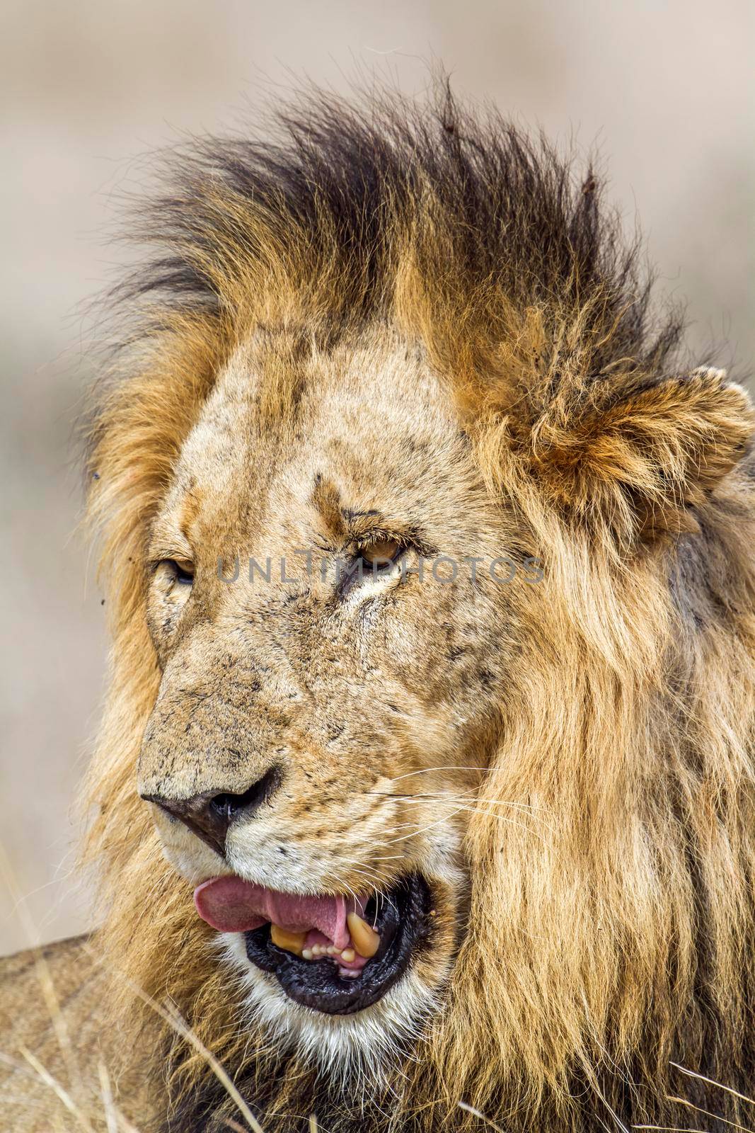 Lion in Kruger National park by PACOCOMO