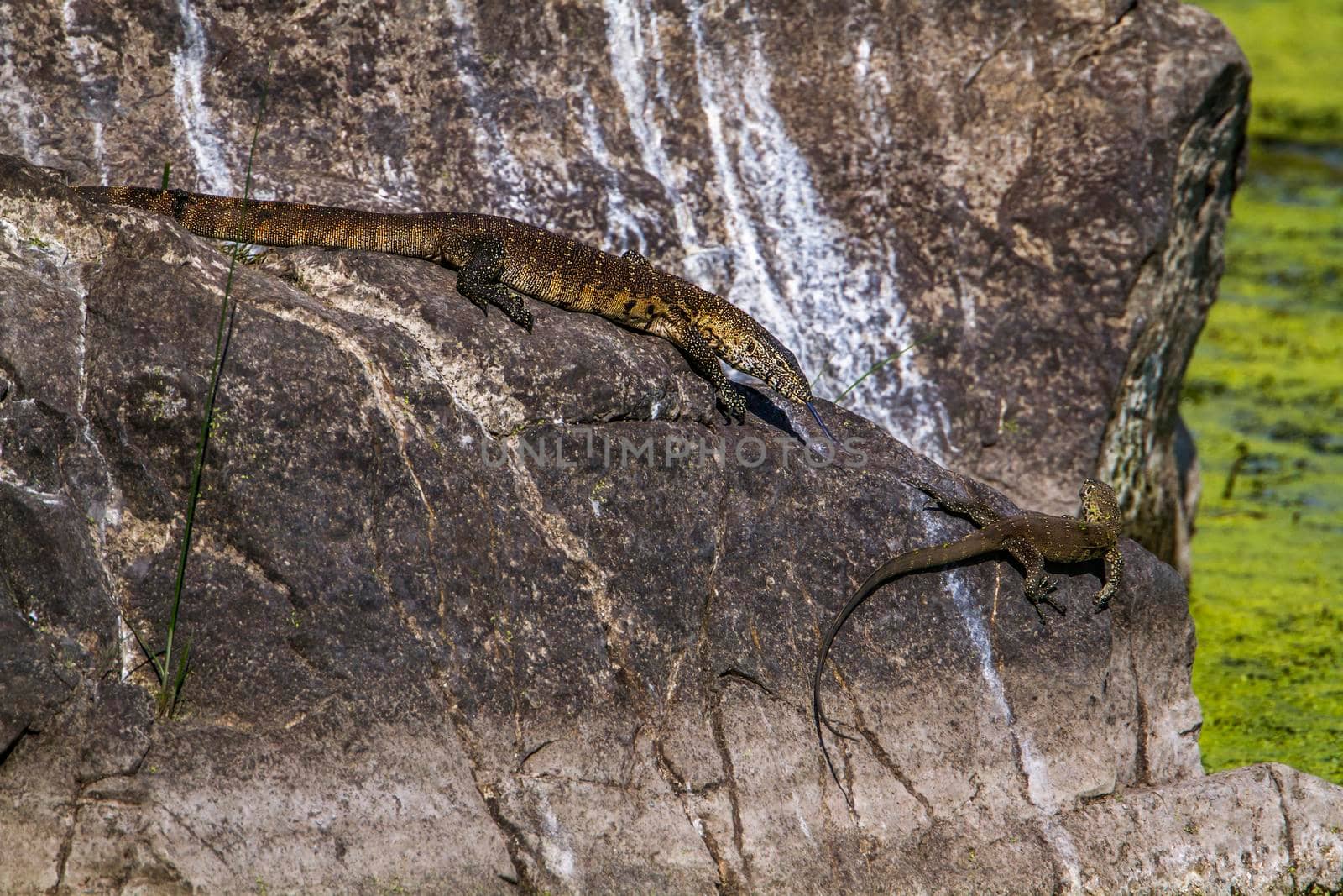 Specie Varanus niloticus family of Varanidae
