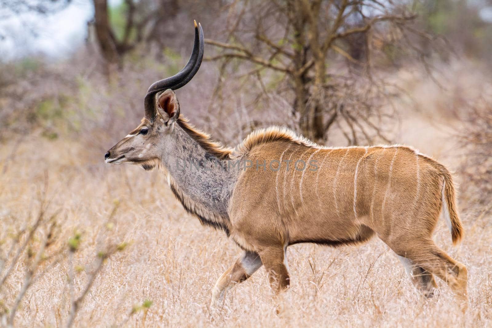 Specie Tragelaphus strepsiceros family of bovidae