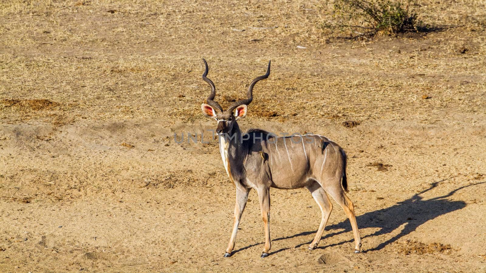 Specie Tragelaphus strepsiceros family of Bovidae